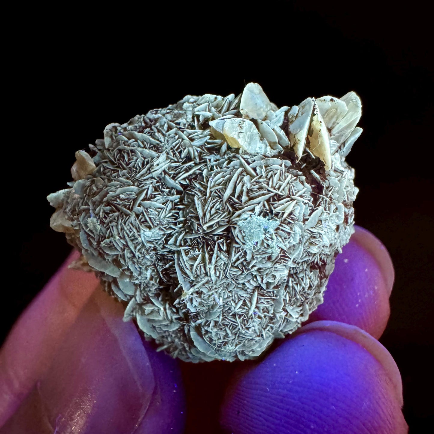 Golden Selenite Rosette | Fluorescent UV Reactive Gypsum Crystal