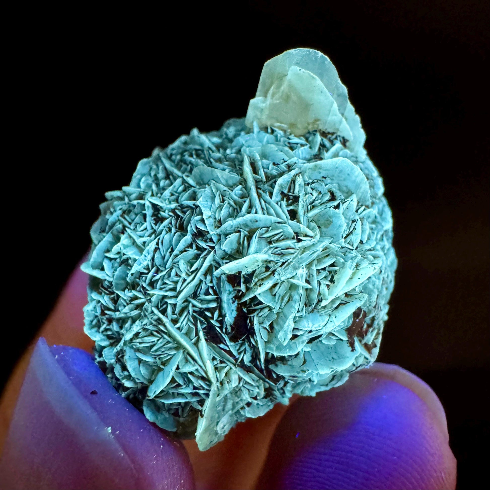 Golden Selenite Rosette | Fluorescent UV Reactive Gypsum Crystal