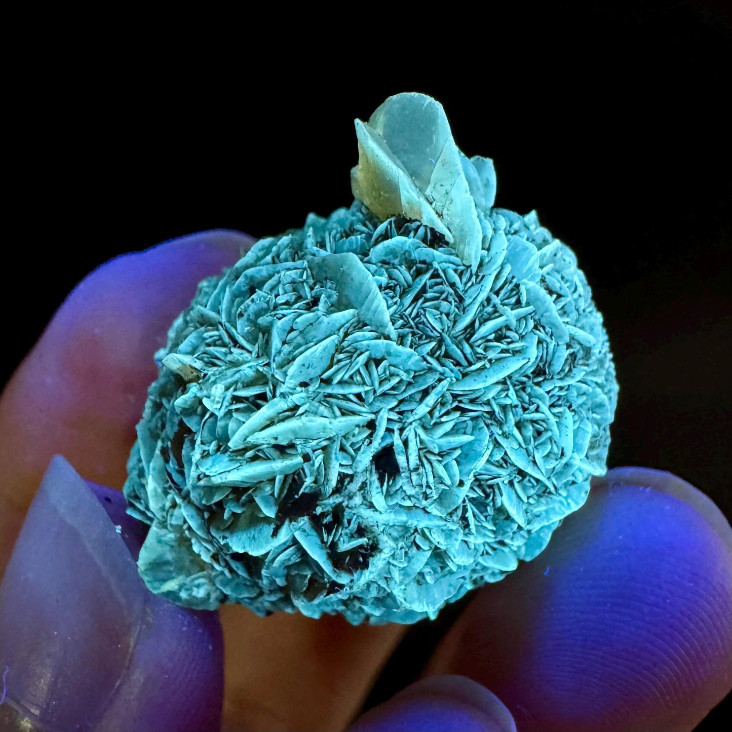Golden Selenite Rosette | Fluorescent UV Reactive Gypsum Crystal