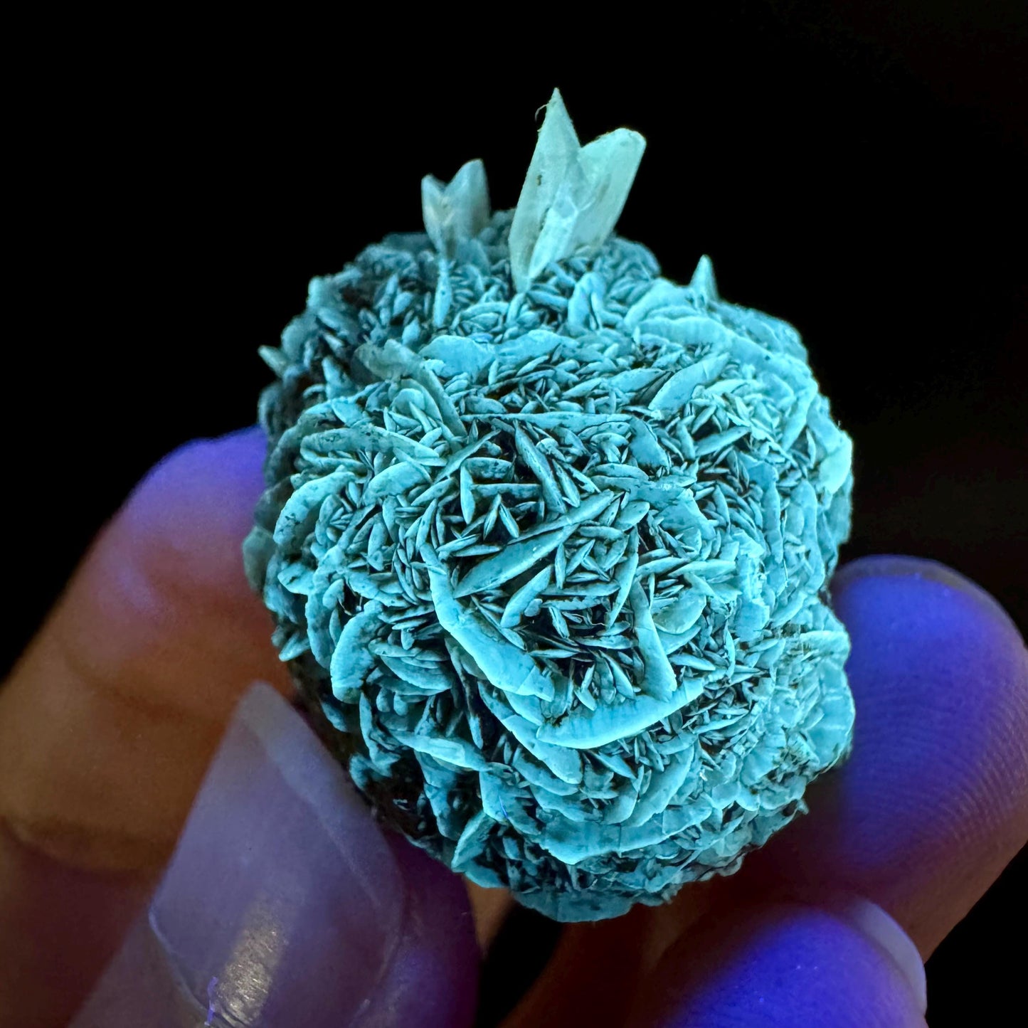 Golden Selenite Rosette | Fluorescent UV Reactive Gypsum Crystal