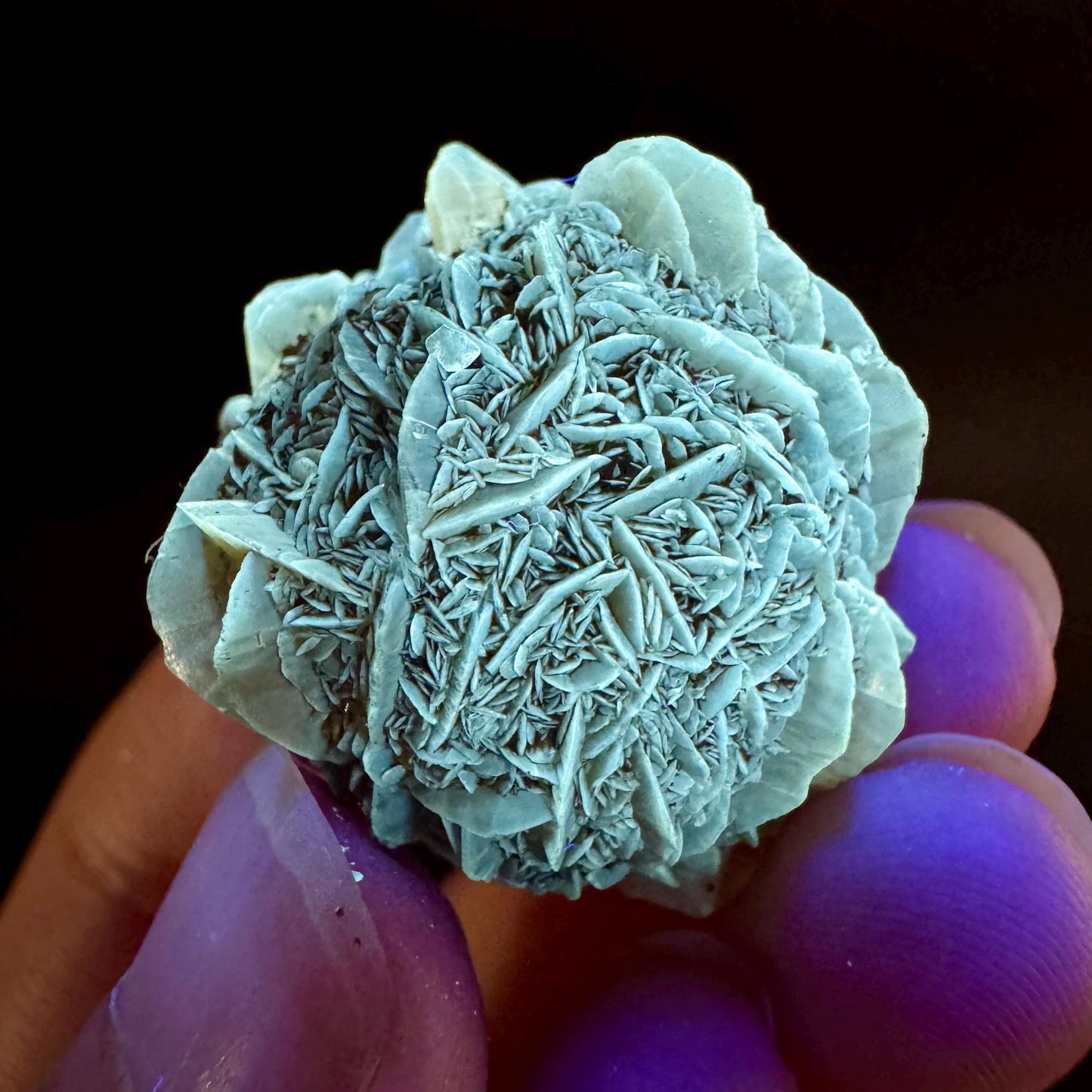 Golden Selenite Rosette | Fluorescent UV Reactive Gypsum Crystal