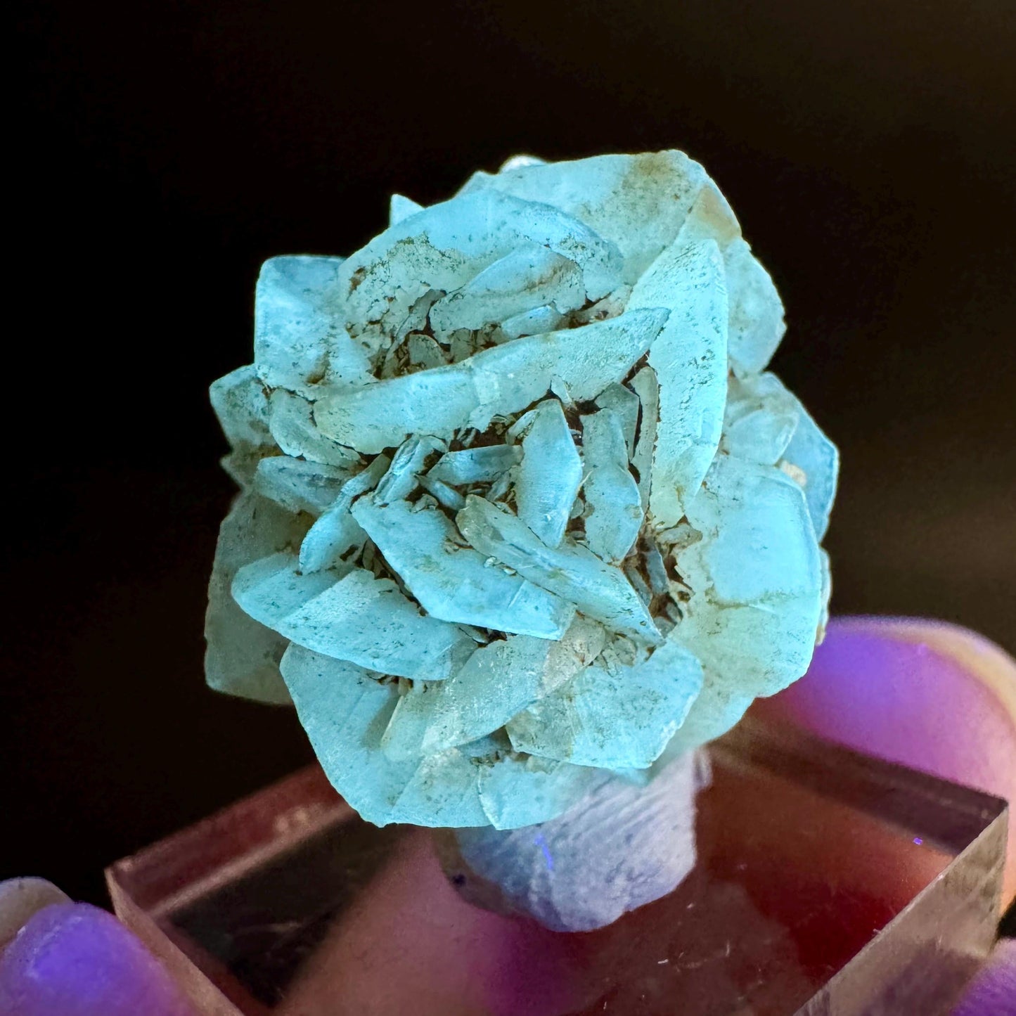 Golden Selenite Rosette | Fluorescent UV Reactive Gypsum Crystal