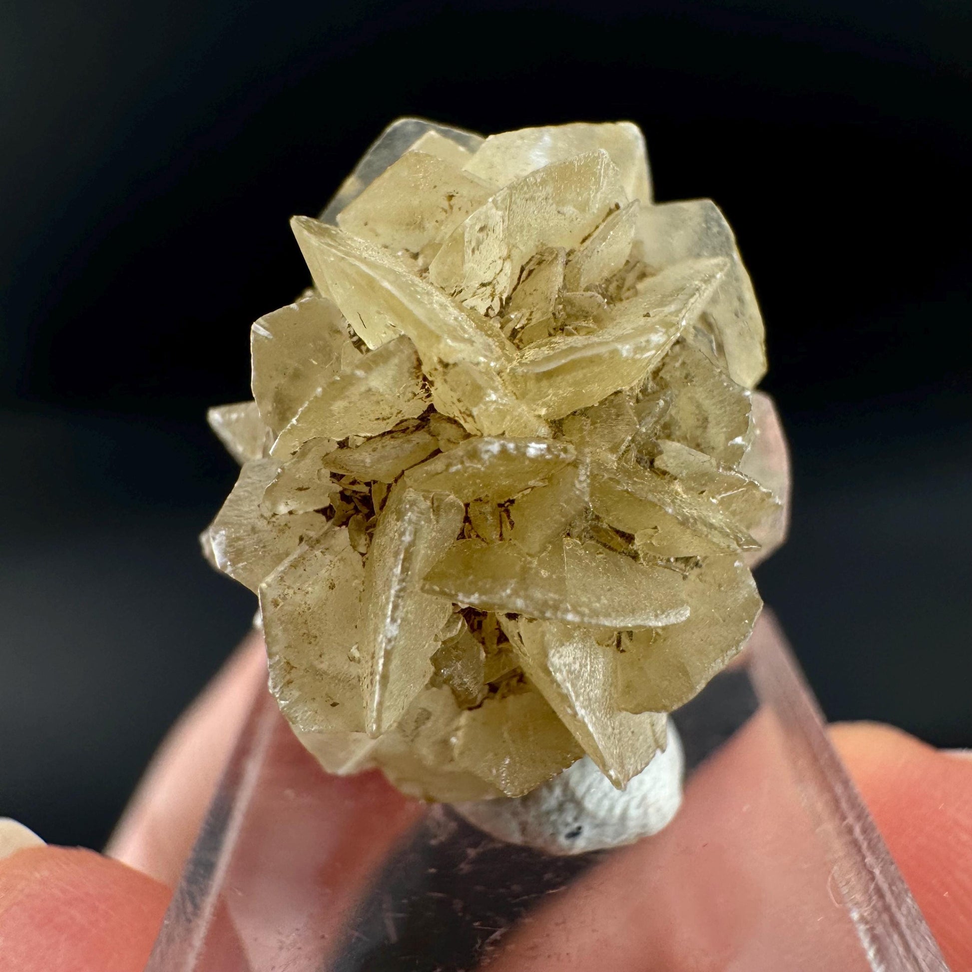 Golden Selenite Rosette | Fluorescent UV Reactive Gypsum Crystal