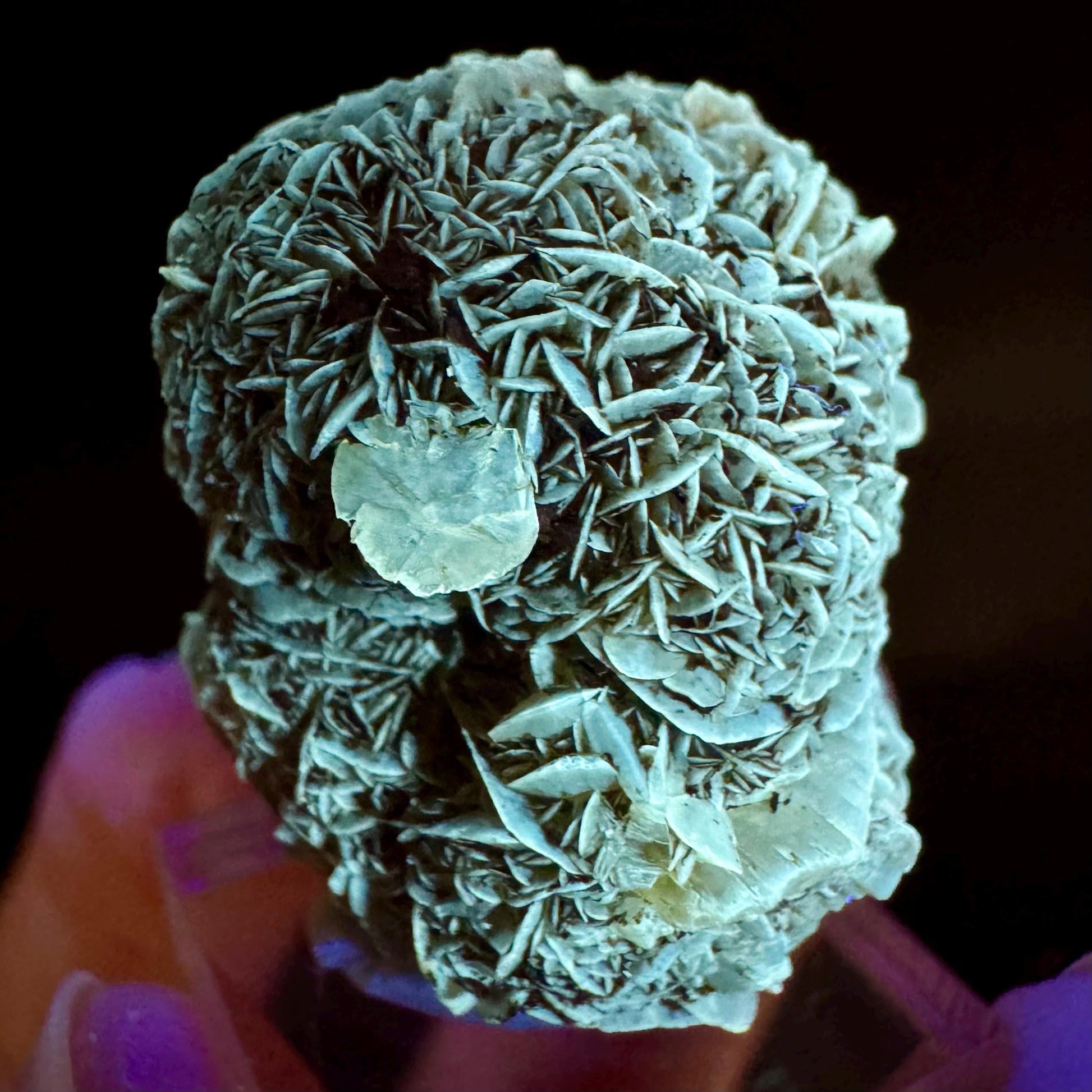 Golden Selenite Rosette | Fluorescent UV Reactive Gypsum Crystal