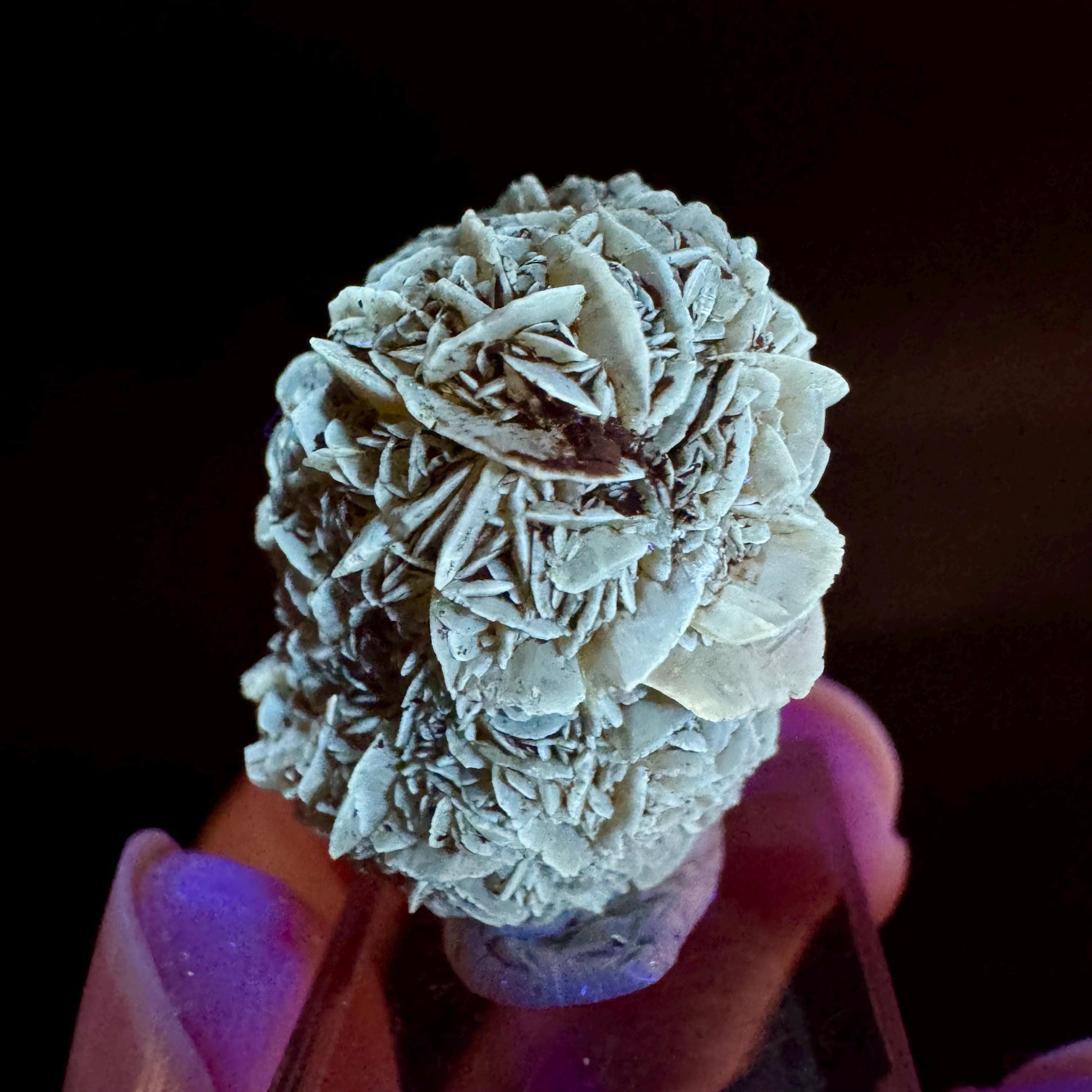 Golden Selenite Rosette | Fluorescent UV Reactive Gypsum Crystal