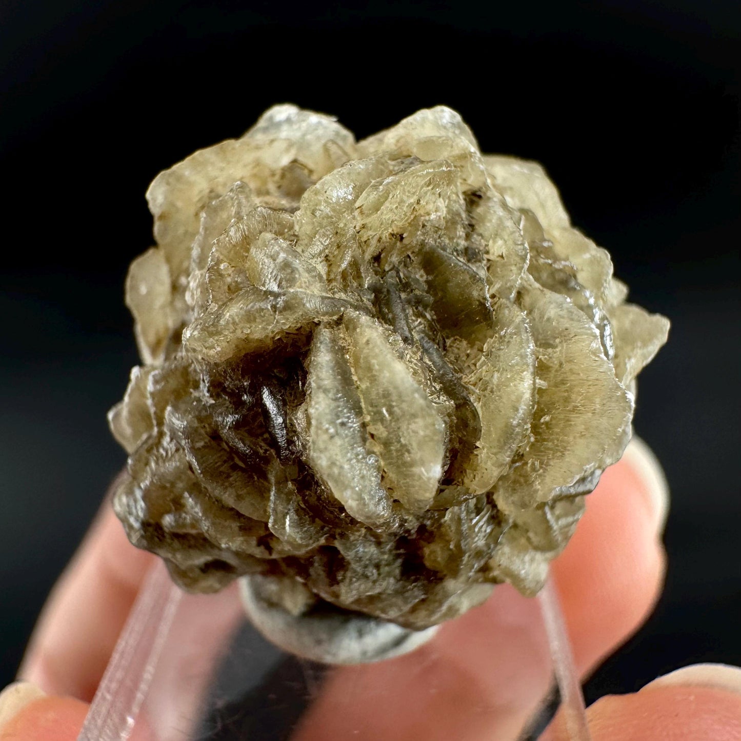 Golden Selenite Rosette | Fluorescent UV Reactive Gypsum Crystal