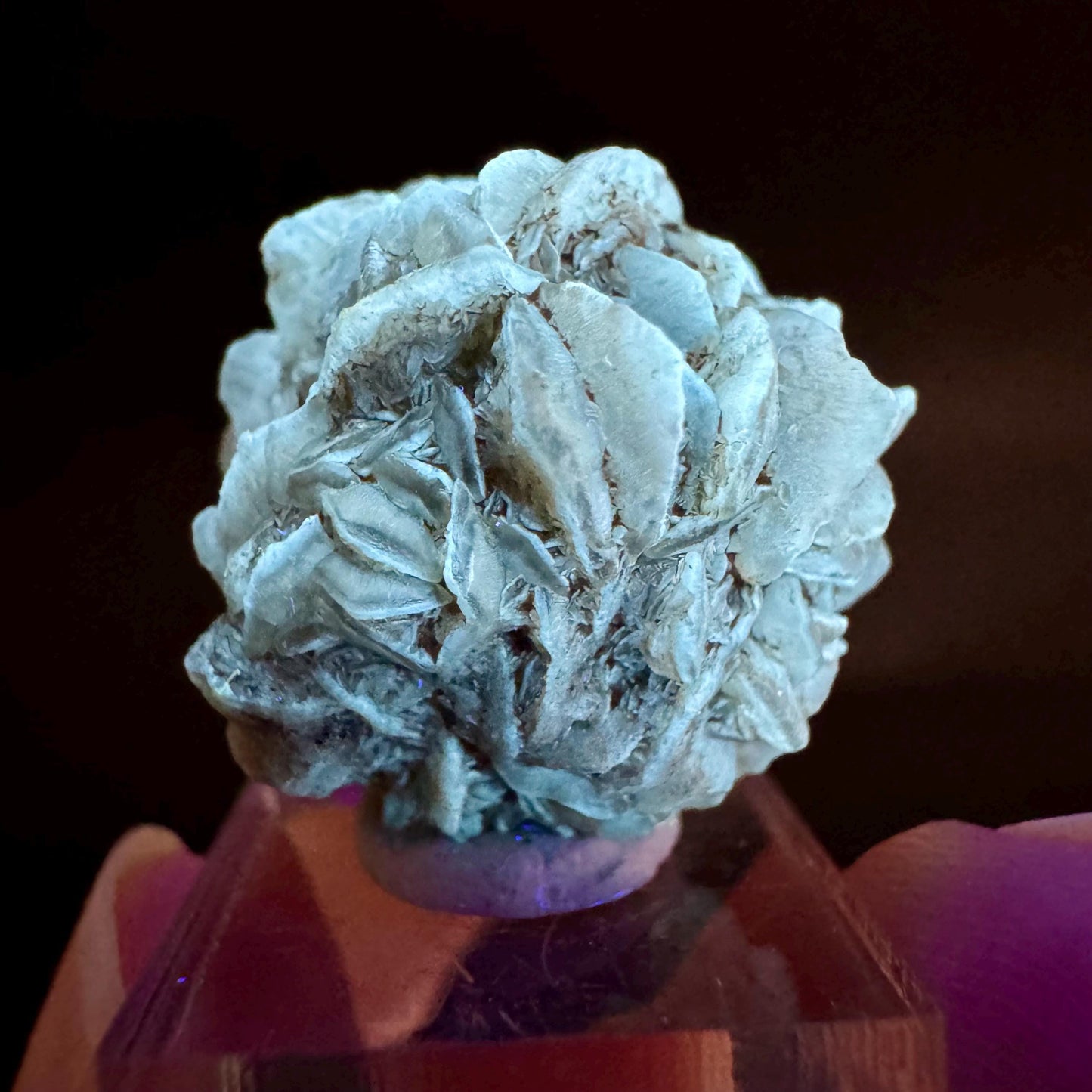 Golden Selenite Rosette | Fluorescent UV Reactive Gypsum Crystal