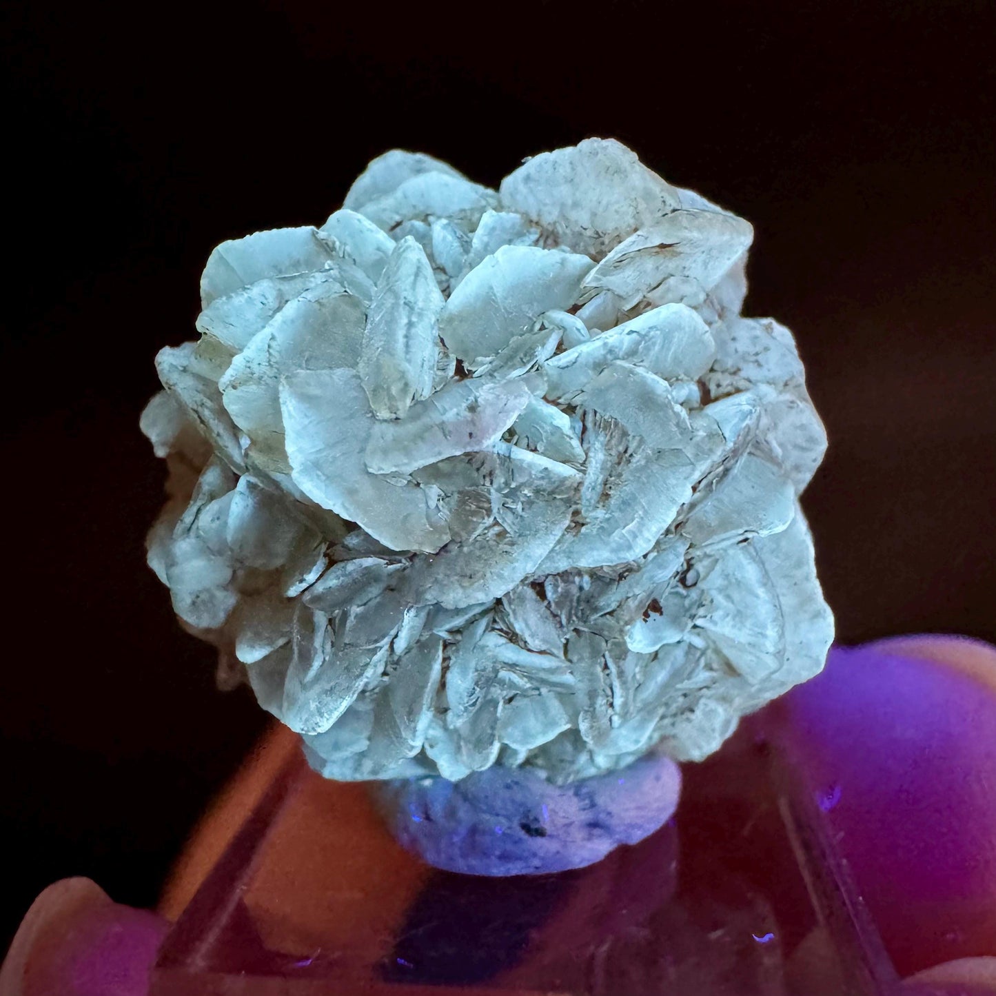 Golden Selenite Rosette | Fluorescent UV Reactive Gypsum Crystal