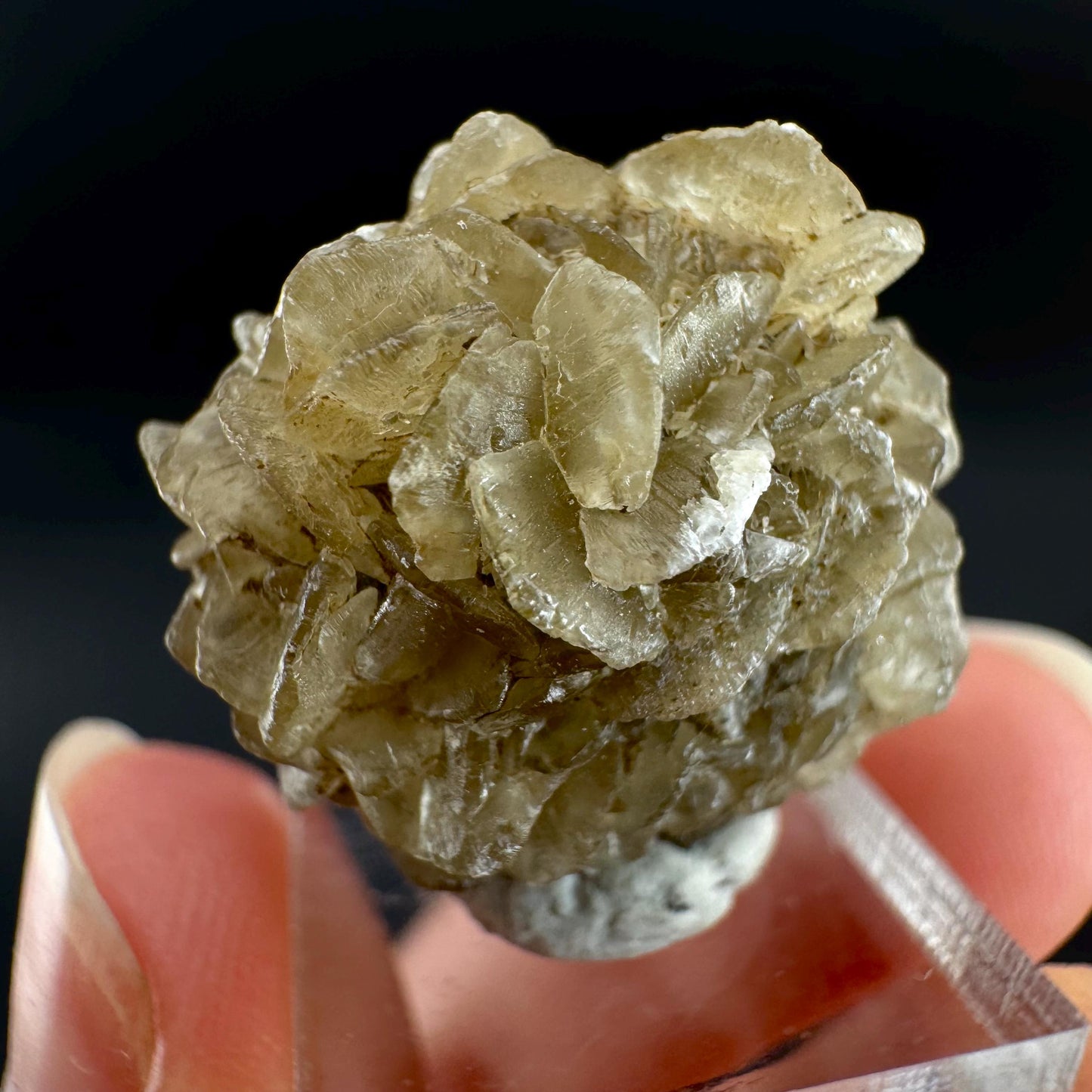 Golden Selenite Rosette | Fluorescent UV Reactive Gypsum Crystal