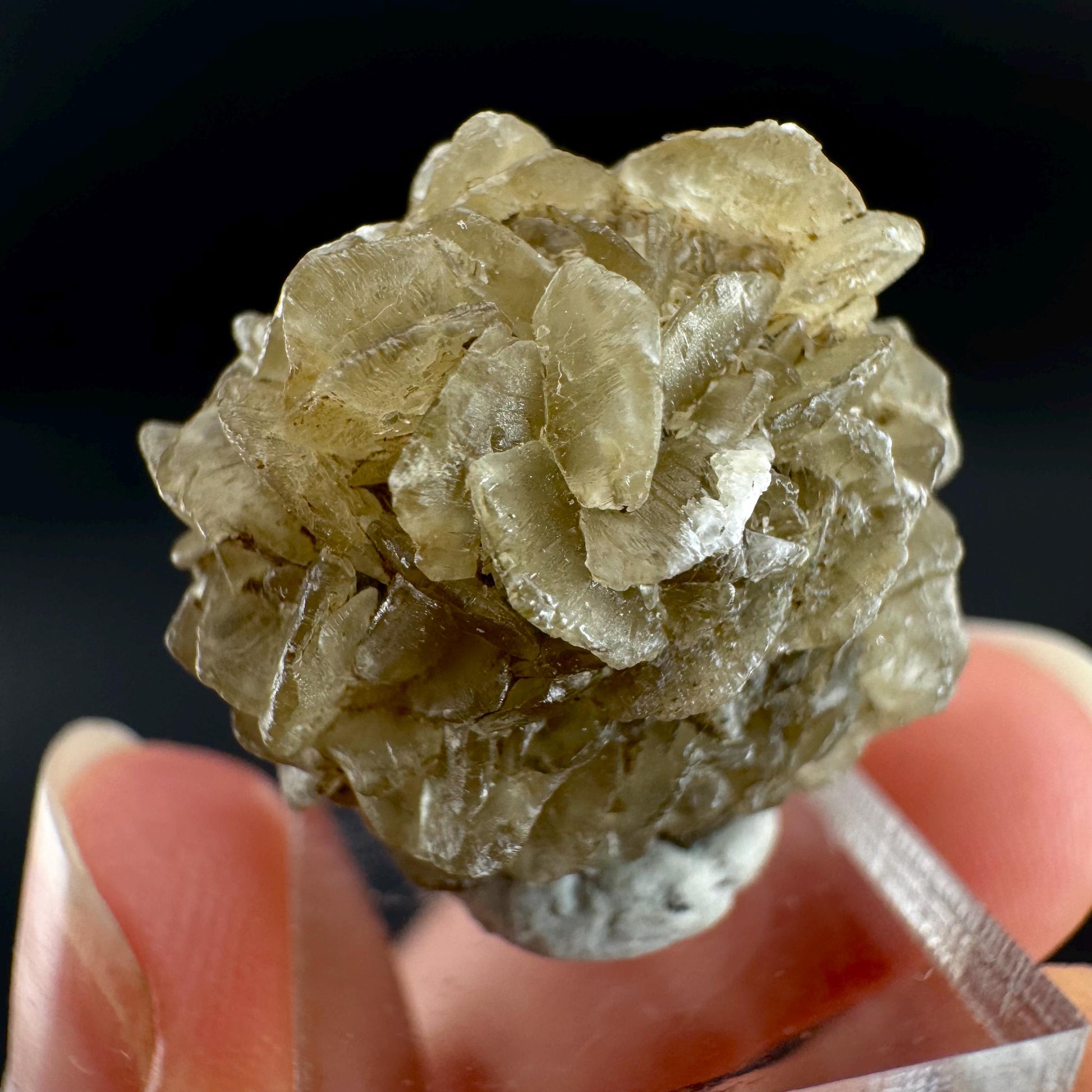Golden Selenite Rosette | Fluorescent UV Reactive Gypsum Crystal