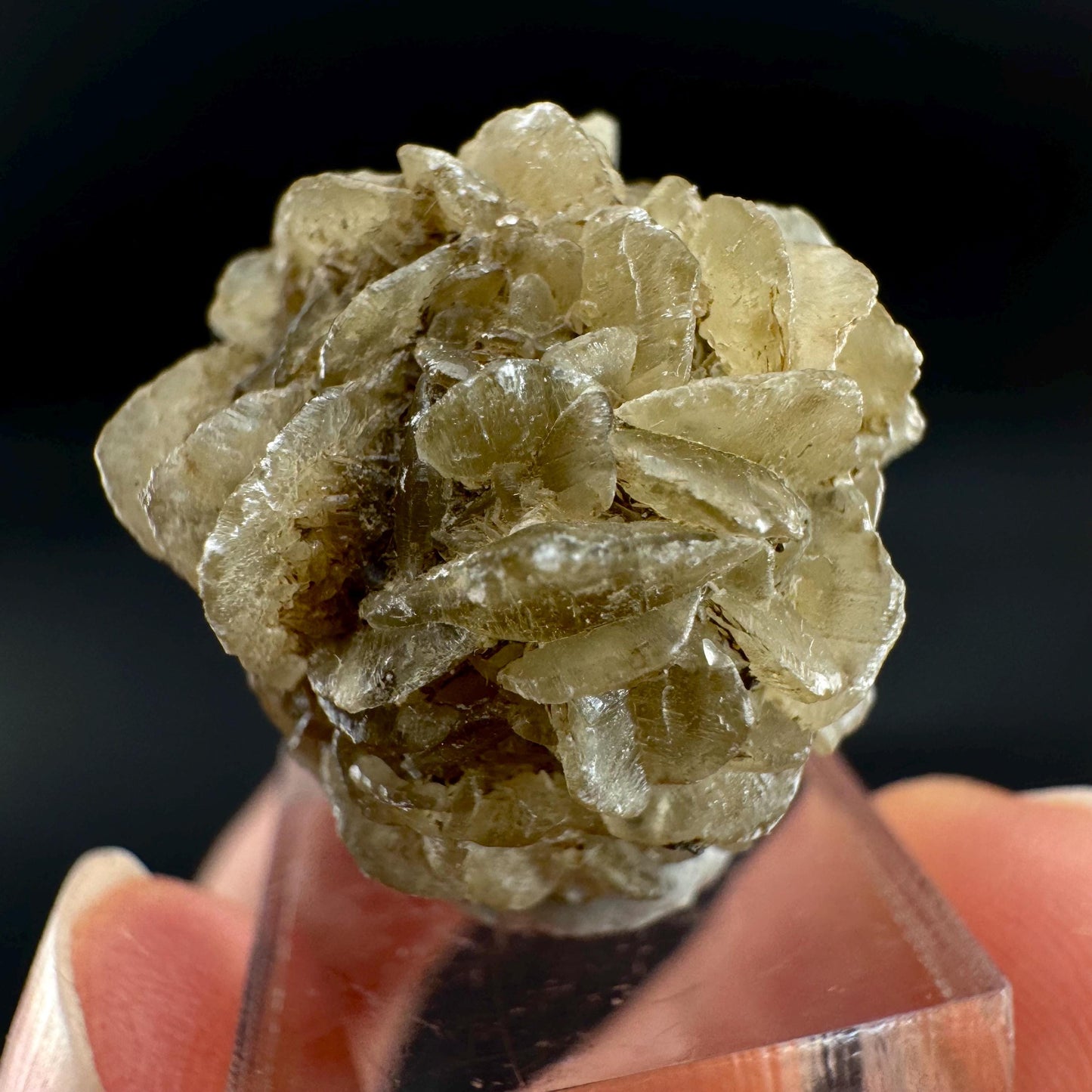 Golden Selenite Rosette | Fluorescent UV Reactive Gypsum Crystal