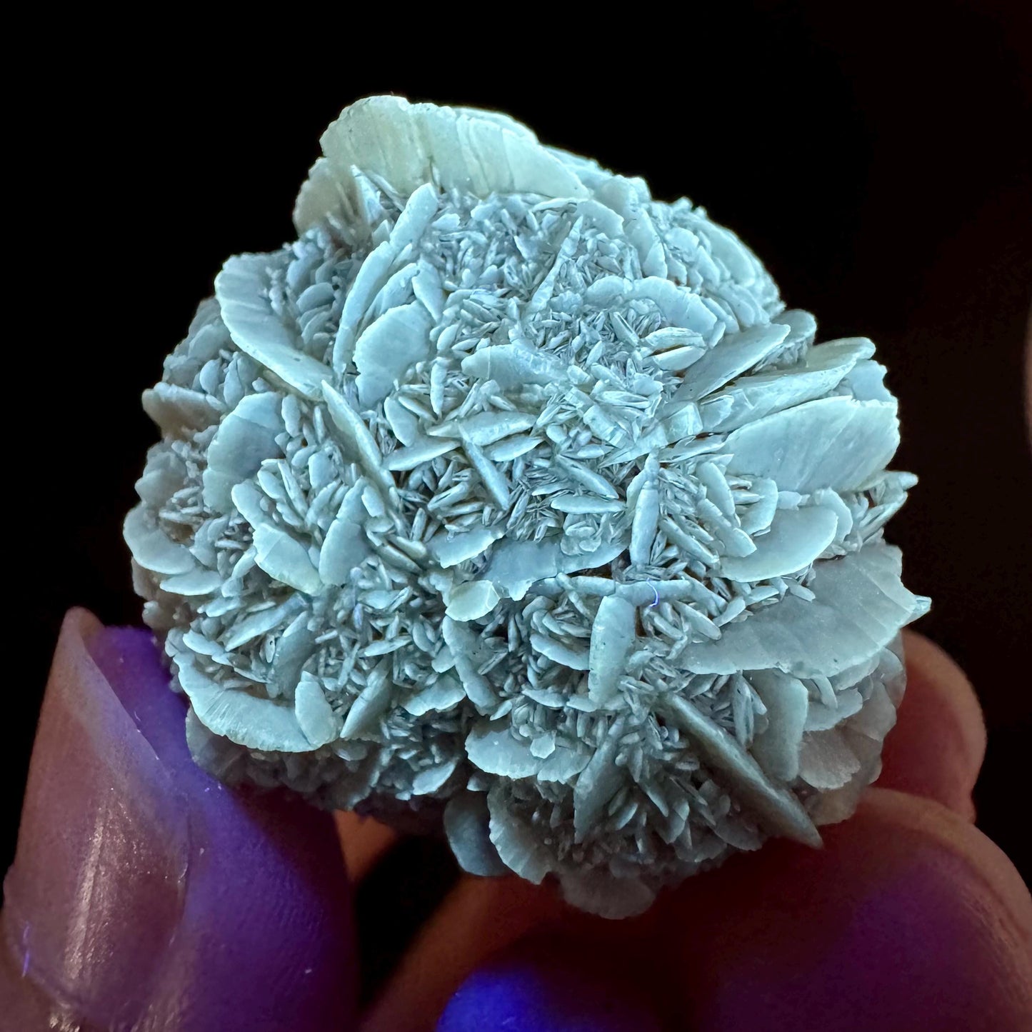 Golden Selenite Rosette | Fluorescent UV Reactive Gypsum Crystal