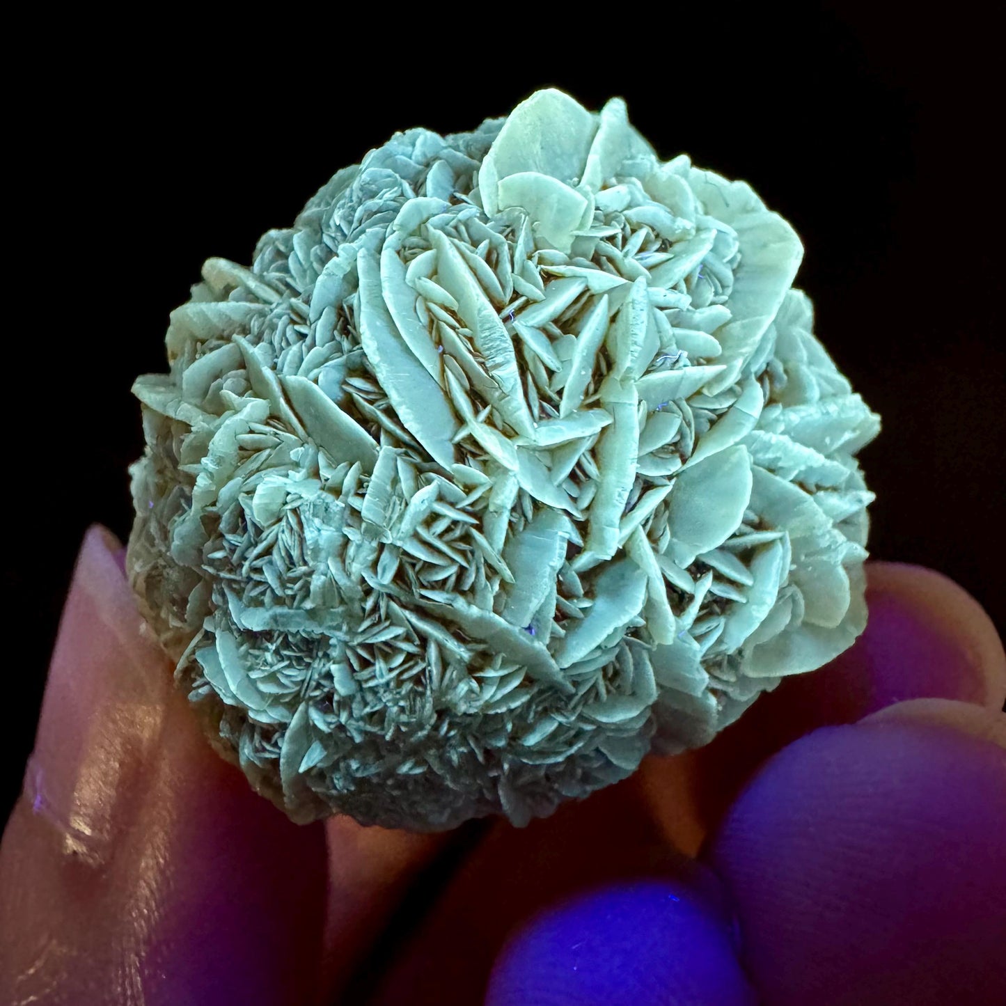 Golden Selenite Rosette | Fluorescent UV Reactive Gypsum Crystal