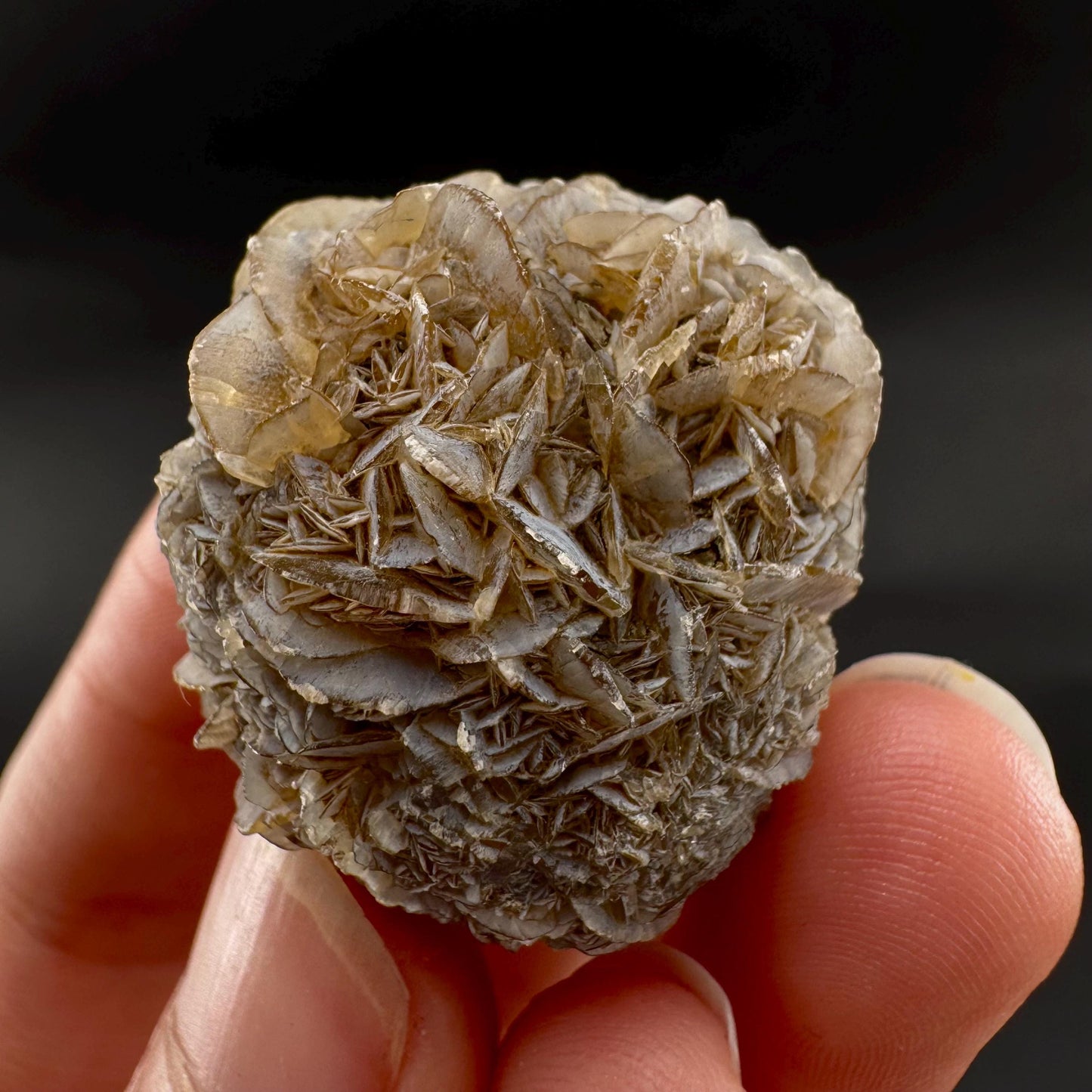 Golden Selenite Rosette | Fluorescent UV Reactive Gypsum Crystal