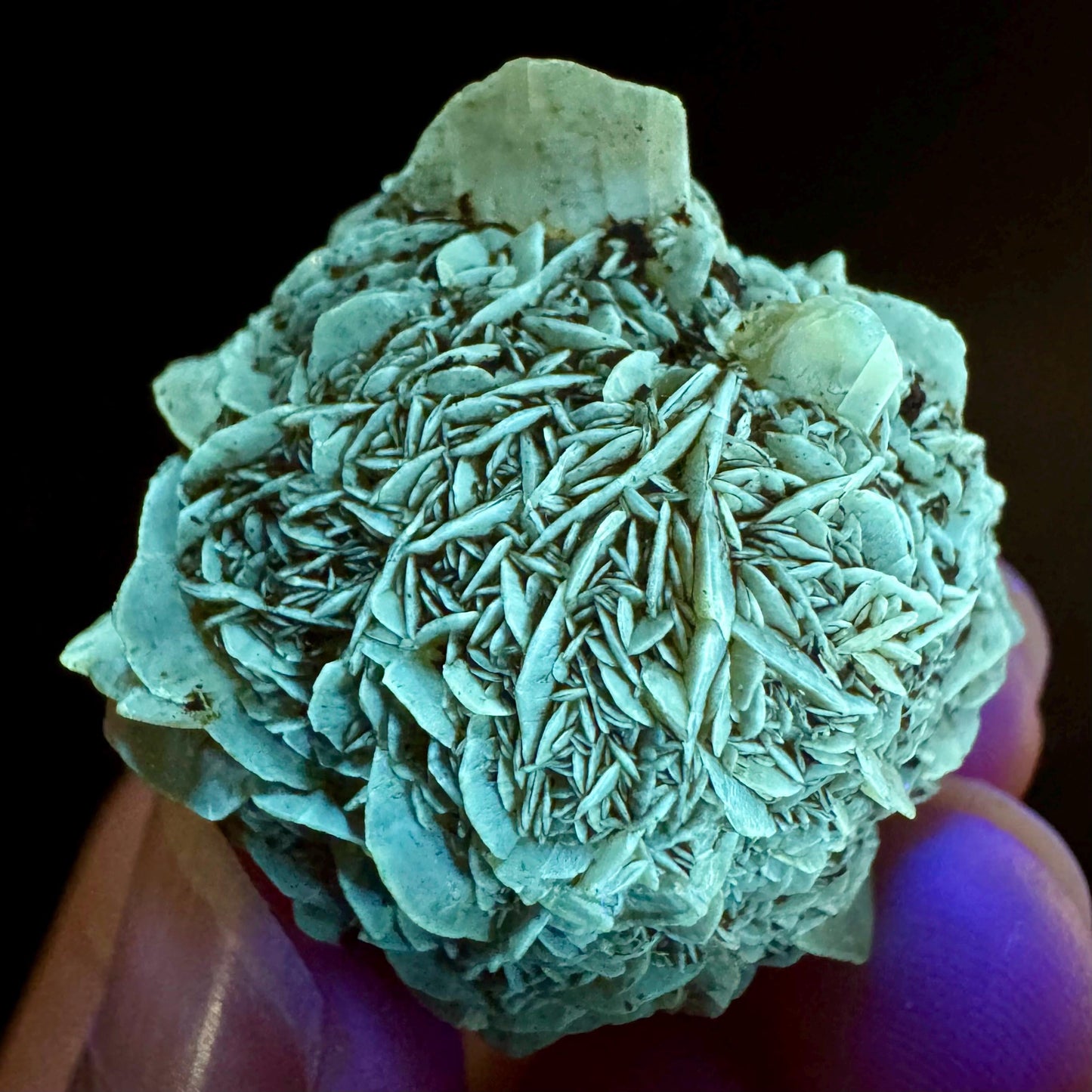 Golden Selenite Rosette | Fluorescent UV Reactive Gypsum Crystal