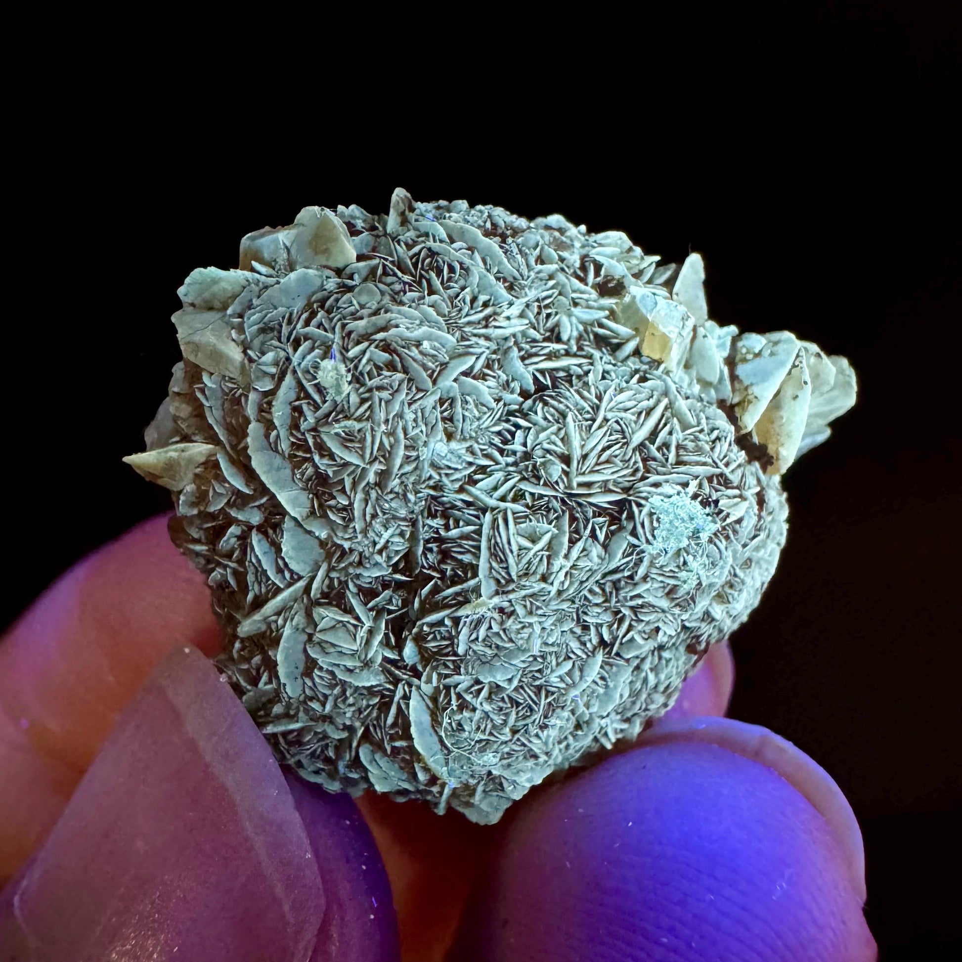 Golden Selenite Rosette | Fluorescent UV Reactive Gypsum Crystal