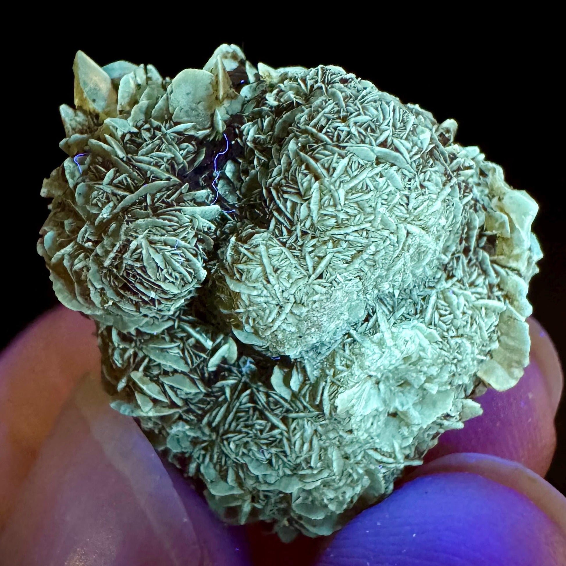 Golden Selenite Rosette | Fluorescent UV Reactive Gypsum Crystal