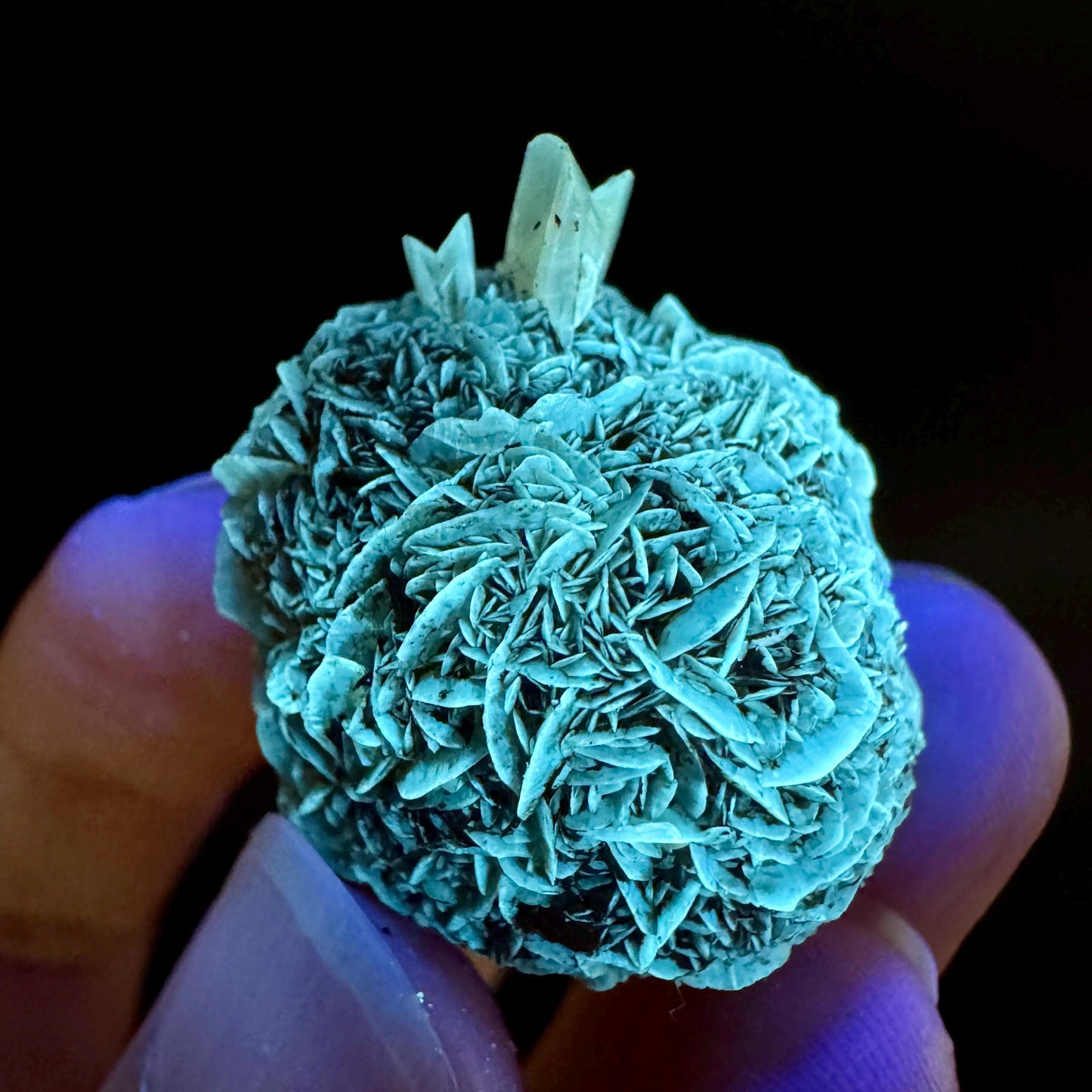 Golden Selenite Rosette | Fluorescent UV Reactive Gypsum Crystal