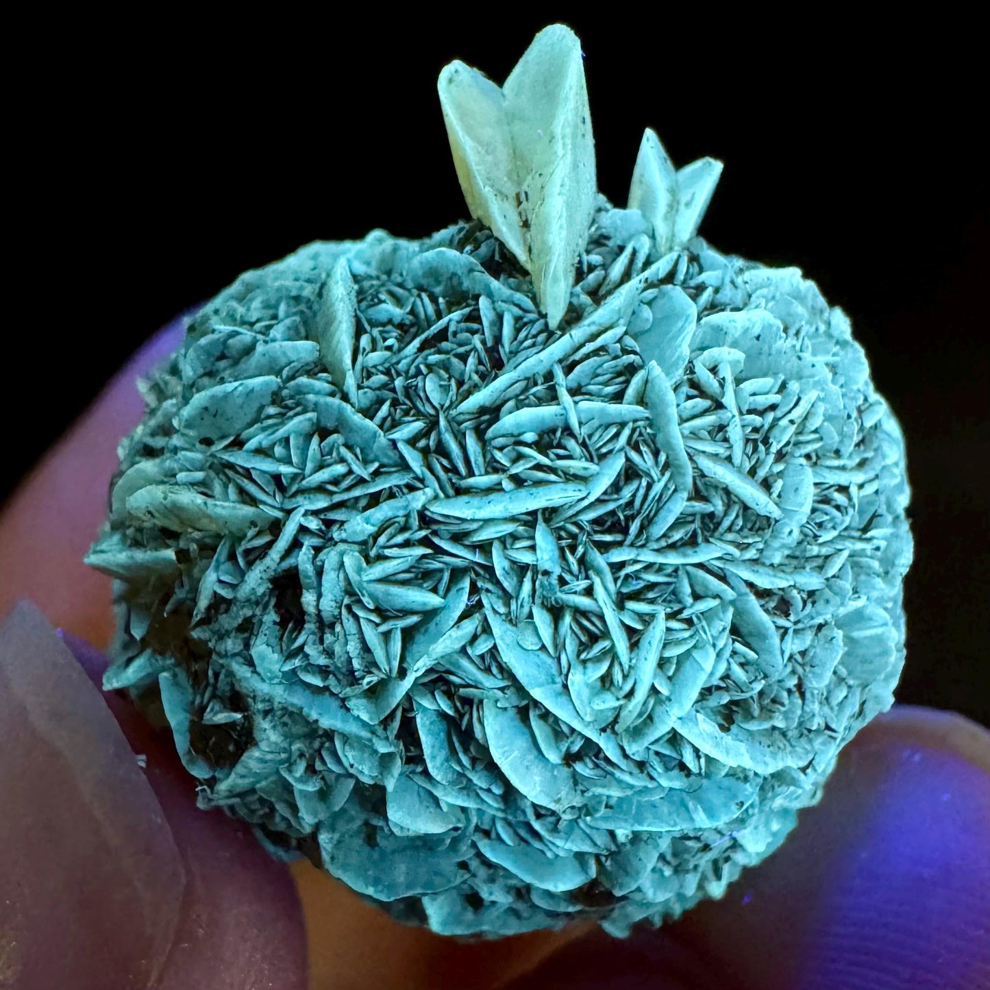 Golden Selenite Rosette | Fluorescent UV Reactive Gypsum Crystal