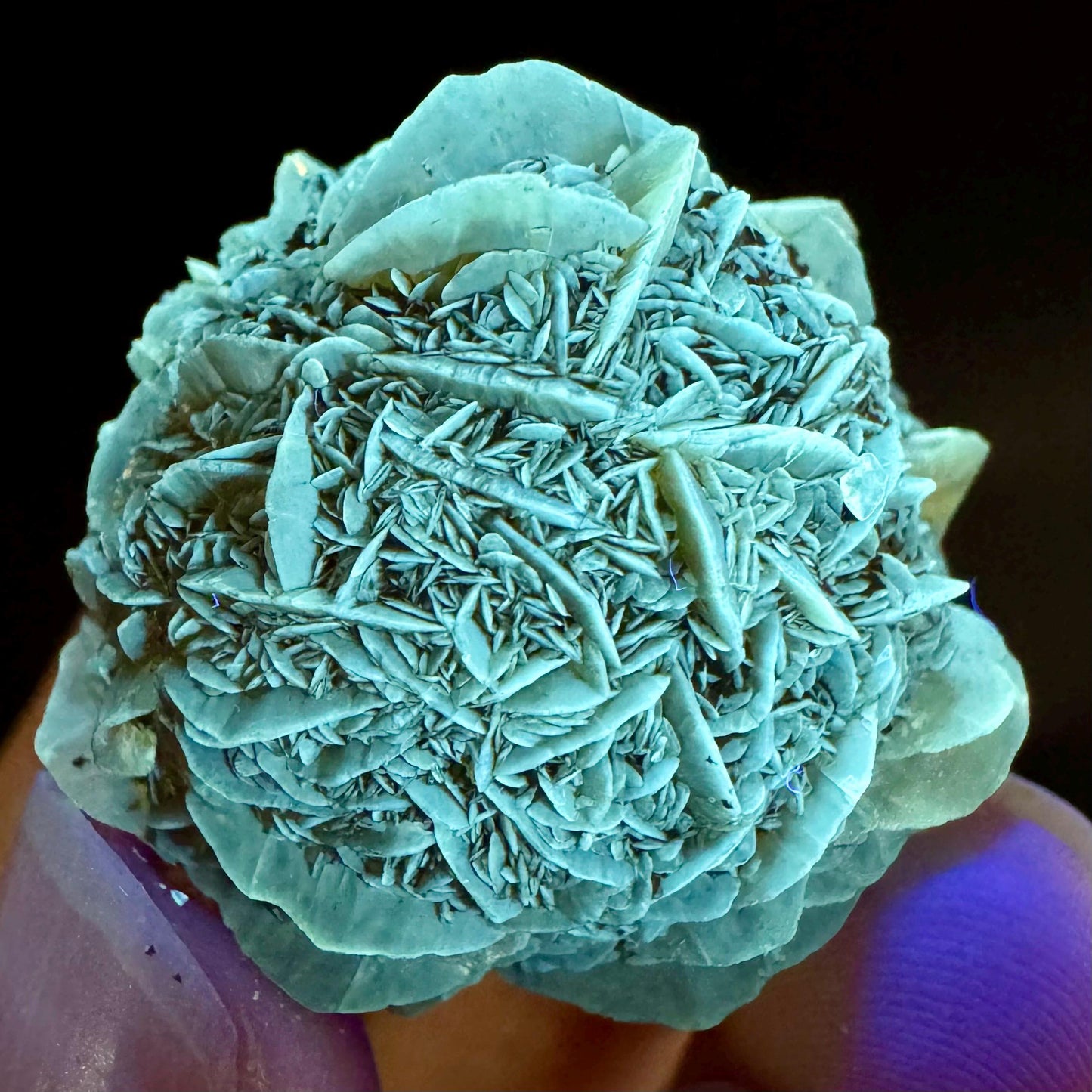 Golden Selenite Rosette | Fluorescent UV Reactive Gypsum Crystal