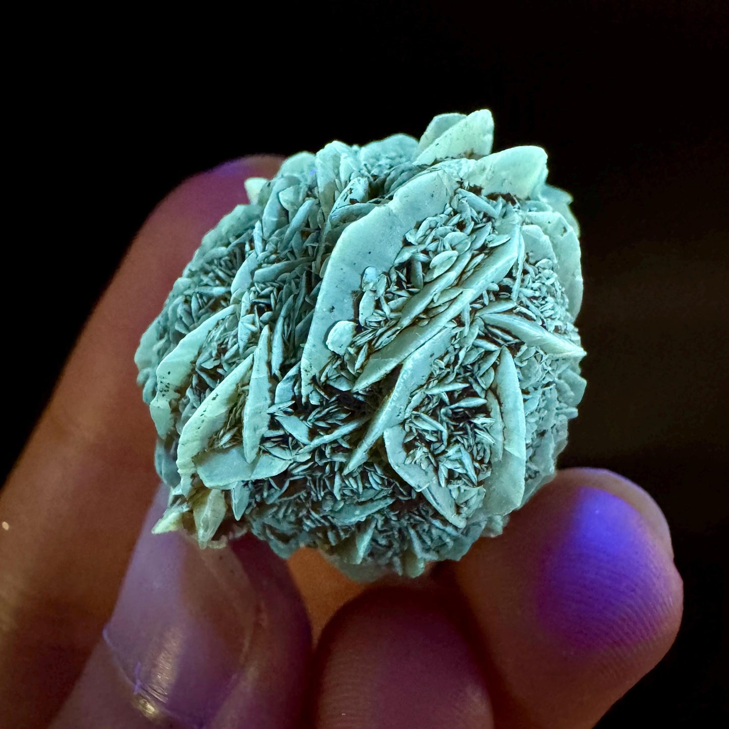 Golden Selenite Rosette | Fluorescent UV Reactive Gypsum Crystal