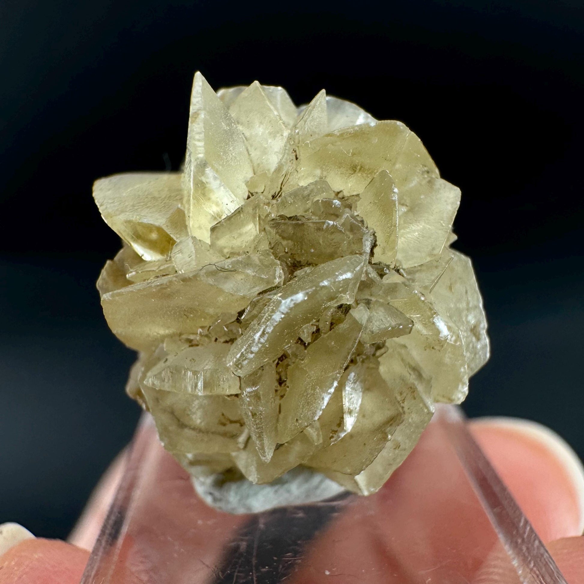 Golden Selenite Rosette | Fluorescent UV Reactive Gypsum Crystal