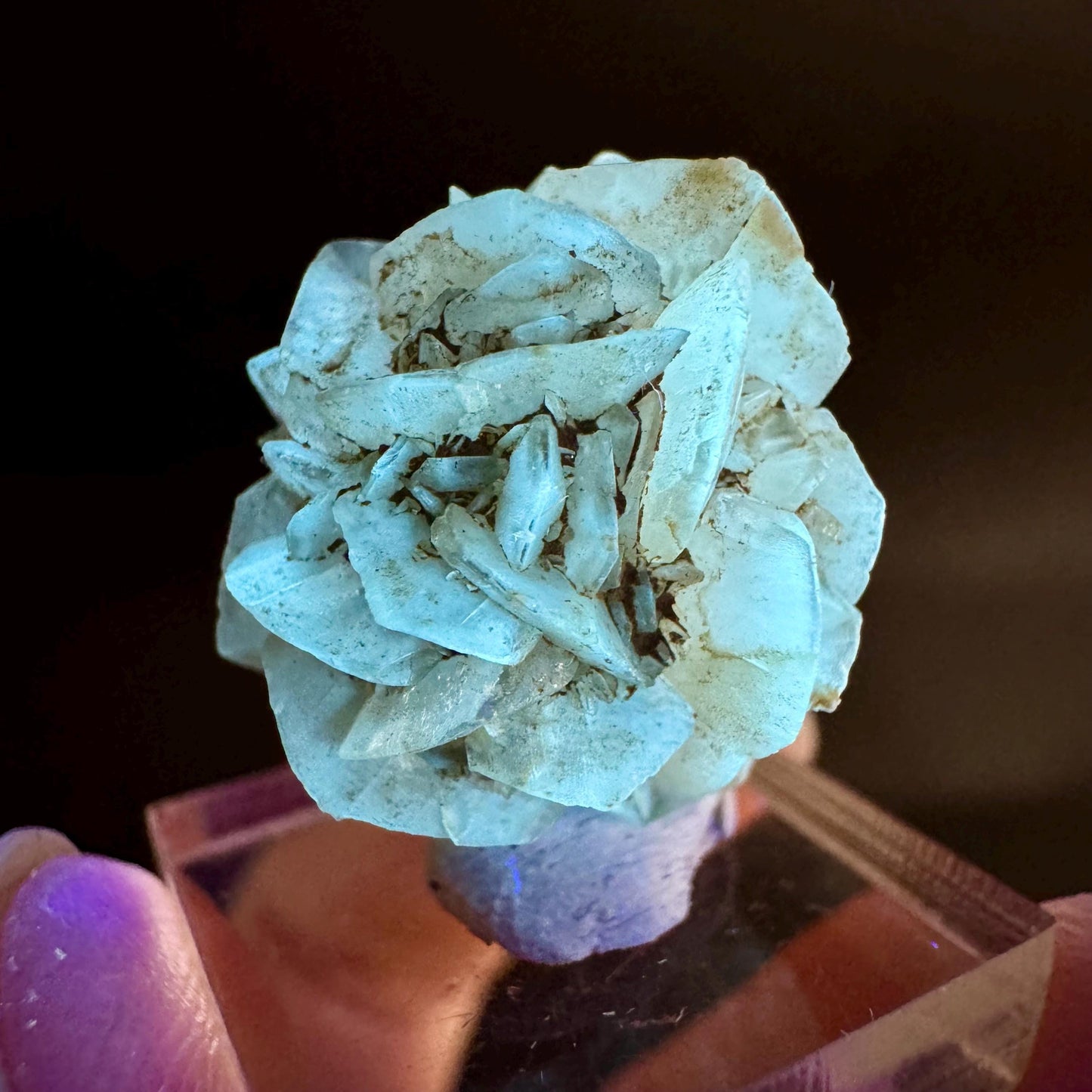 Golden Selenite Rosette | Fluorescent UV Reactive Gypsum Crystal
