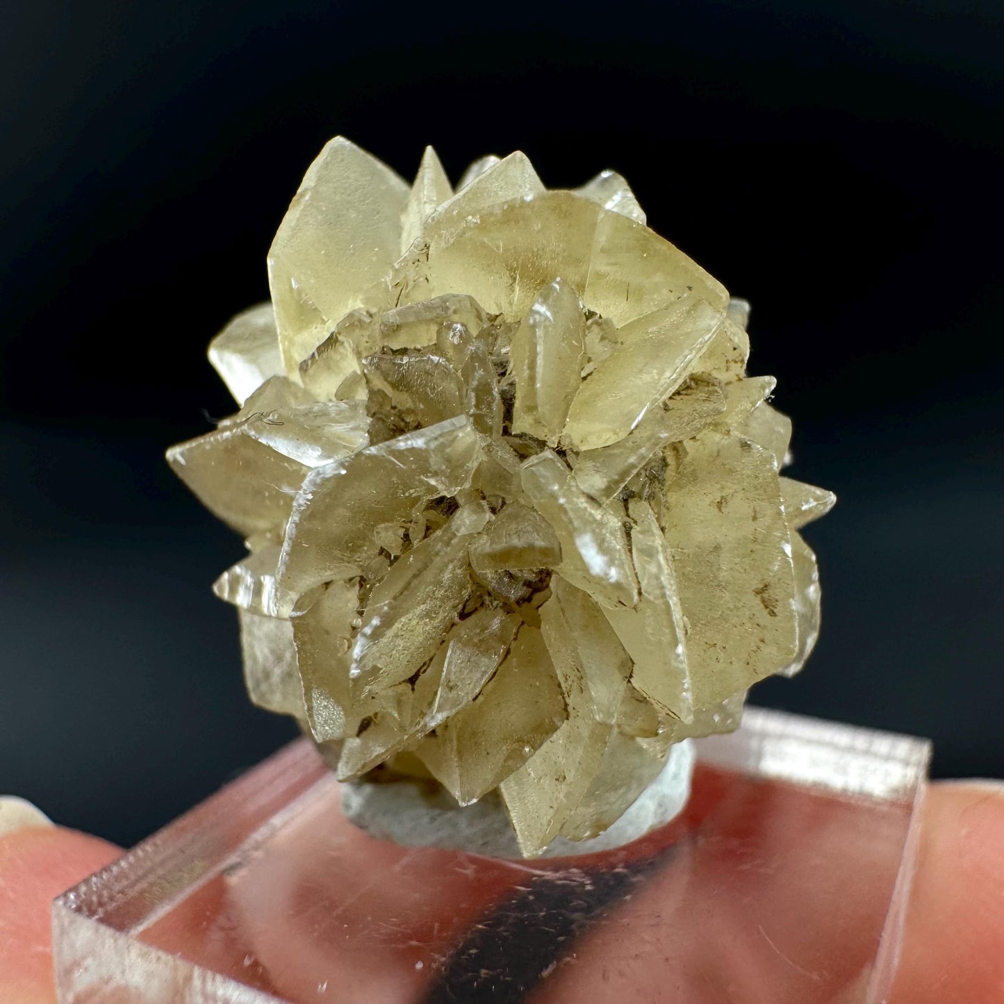 Golden Selenite Rosette | Fluorescent UV Reactive Gypsum Crystal