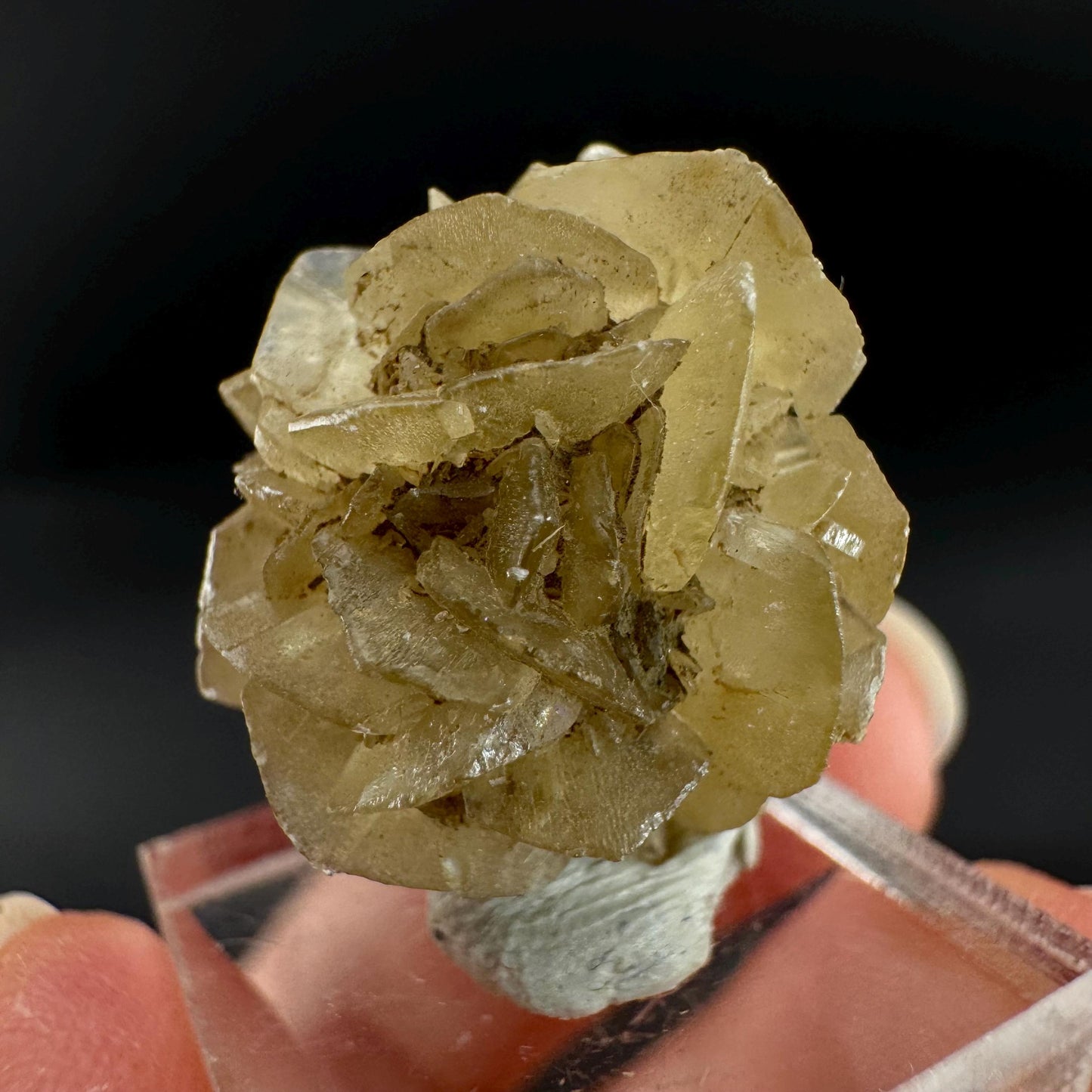 Golden Selenite Rosette | Fluorescent UV Reactive Gypsum Crystal