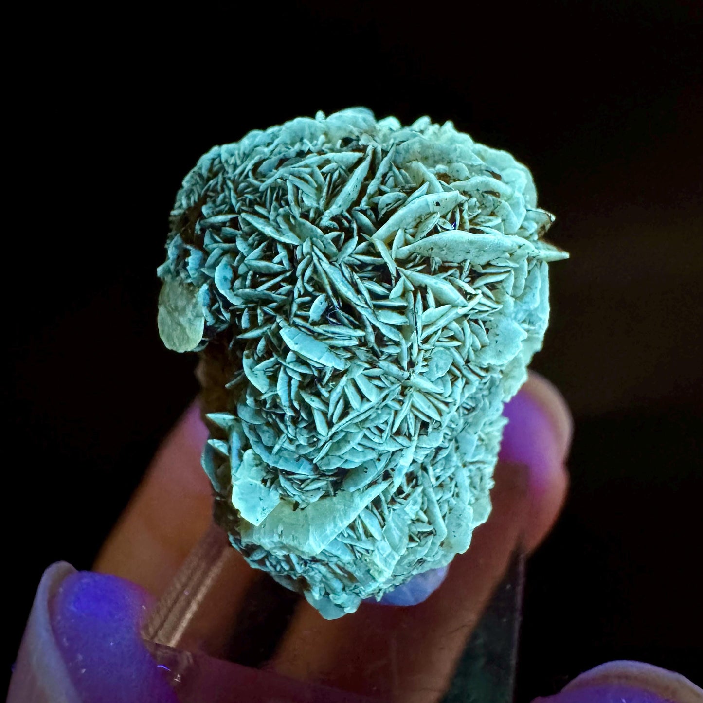 Golden Selenite Rosette | Fluorescent UV Reactive Gypsum Crystal