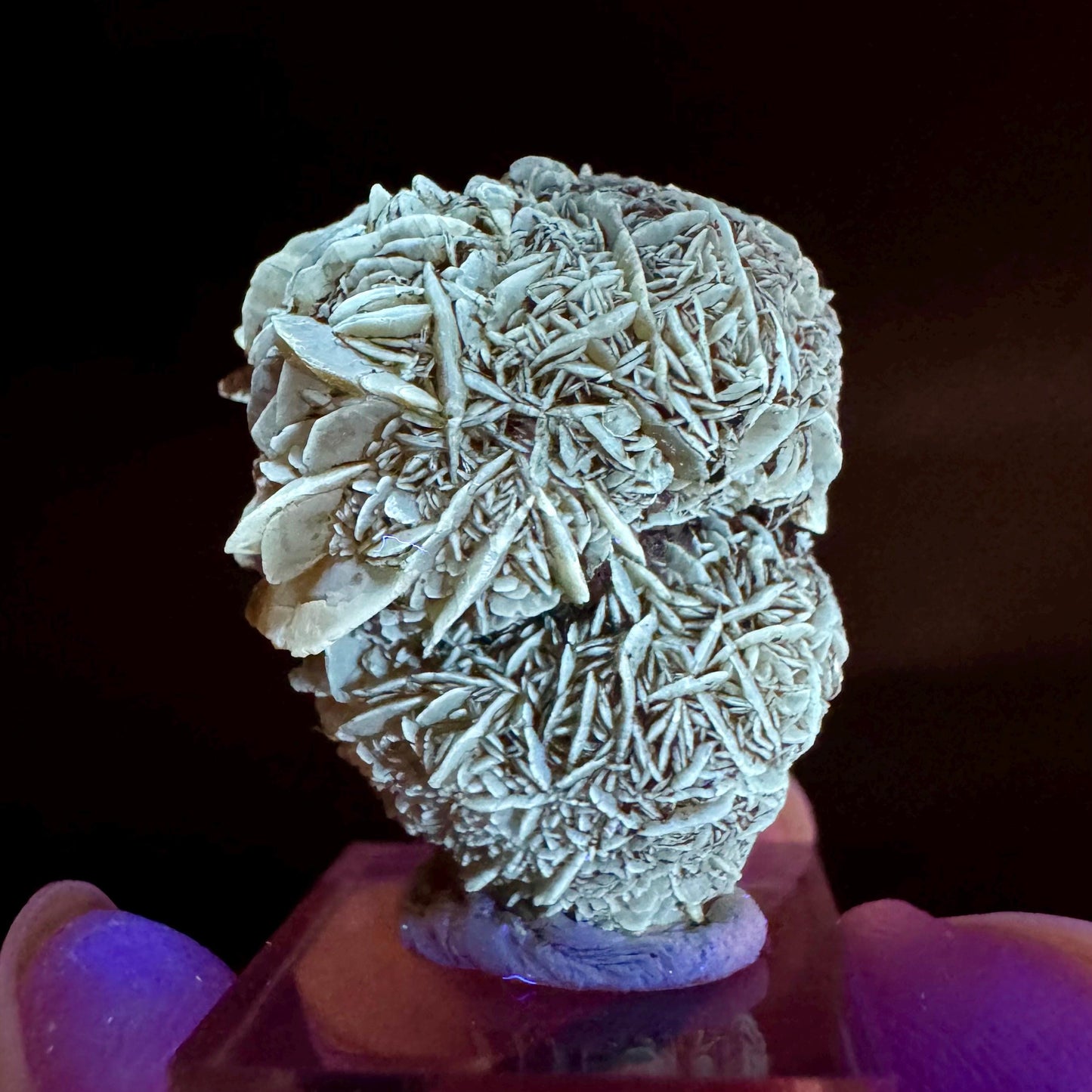 Golden Selenite Rosette | Fluorescent UV Reactive Gypsum Crystal