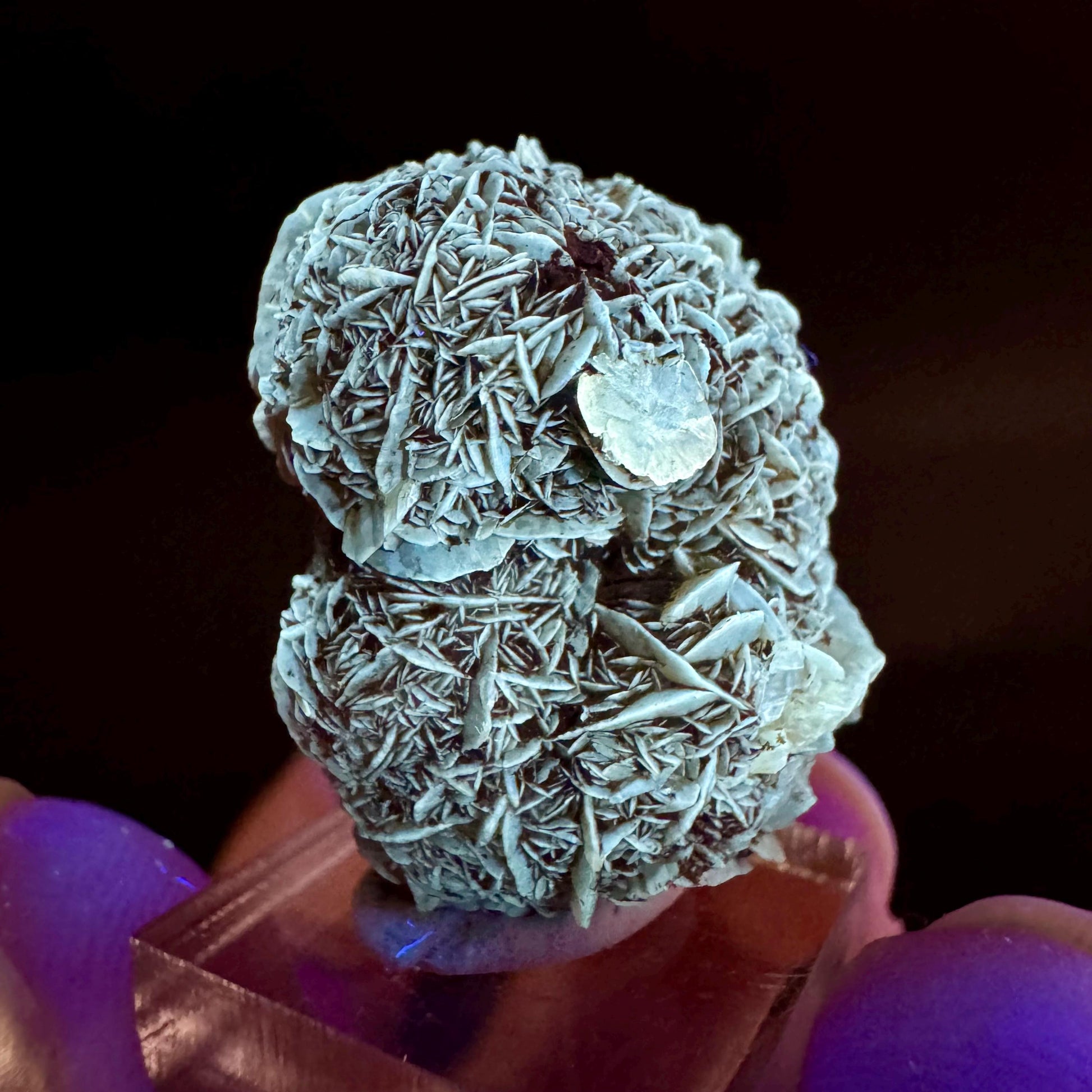 Golden Selenite Rosette | Fluorescent UV Reactive Gypsum Crystal