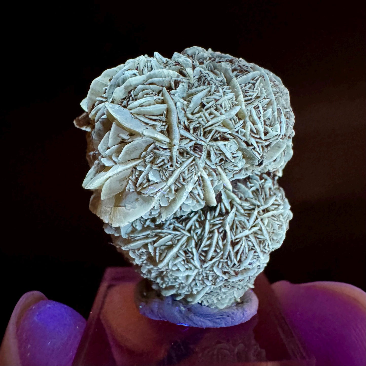 Golden Selenite Rosette | Fluorescent UV Reactive Gypsum Crystal