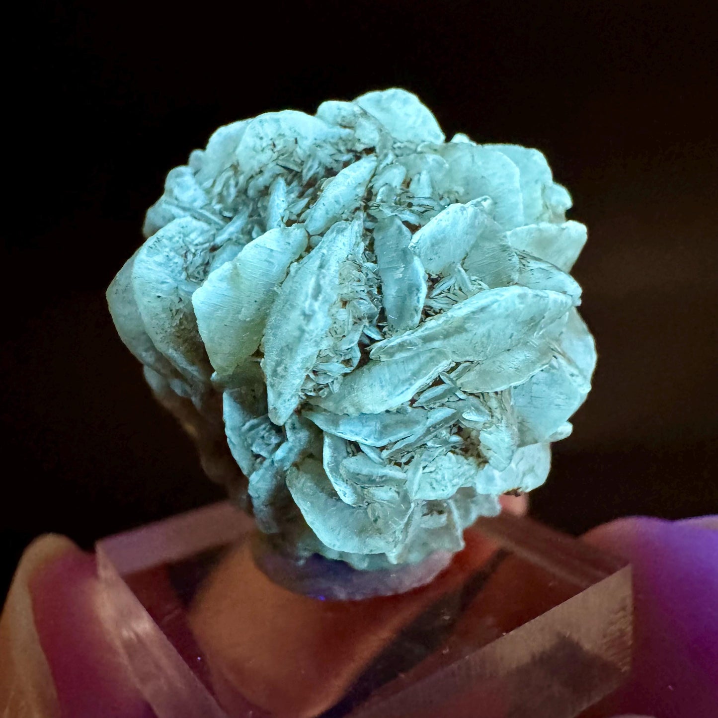 Golden Selenite Rosette | Fluorescent UV Reactive Gypsum Crystal