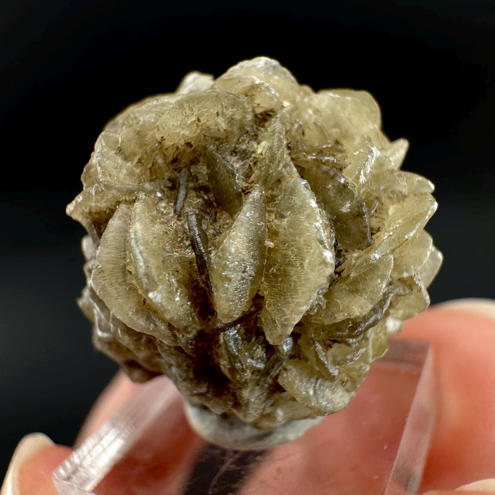 Golden Selenite Rosette | Fluorescent UV Reactive Gypsum Crystal