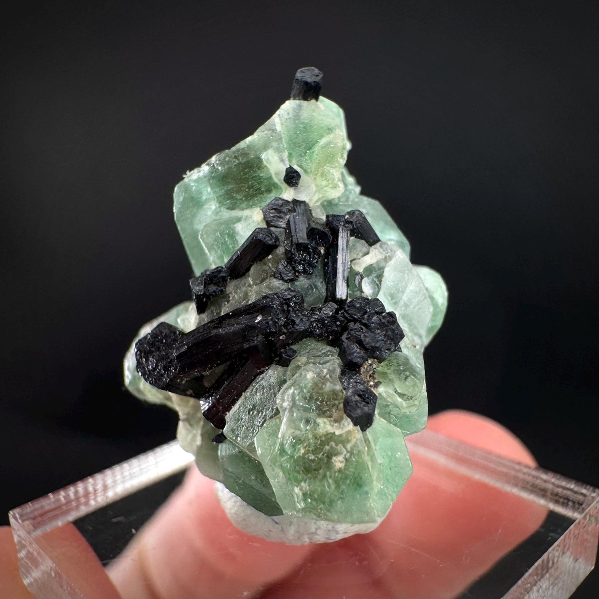 Fluorite w/ Black Tourmaline | Lollipop Pocket, green crystal, mineral specimen from Namibia