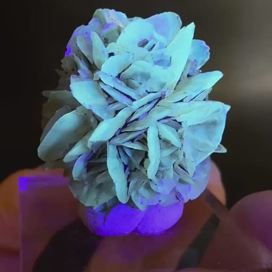 Golden Selenite Rosette | Fluorescent UV Reactive Gypsum Crystal