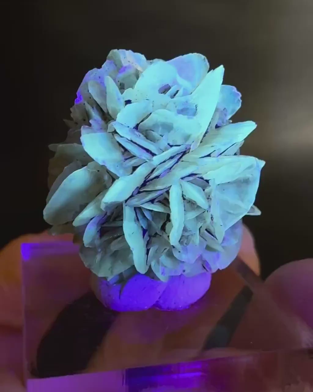 Golden Selenite Rosette | Fluorescent UV Reactive Gypsum Crystal