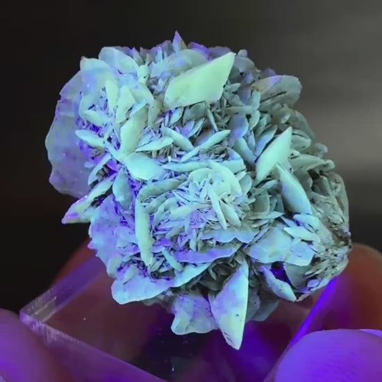 Golden Selenite Rosette | Fluorescent UV Reactive Gypsum Crystal