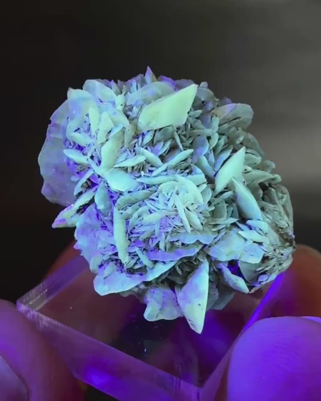 Golden Selenite Rosette | Fluorescent UV Reactive Gypsum Crystal