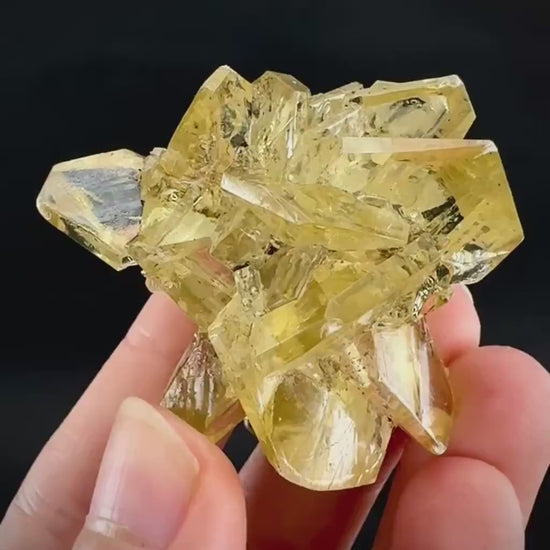 Golden Selenite Rosette | Fluorescent UV Reactive Gypsum Crystal