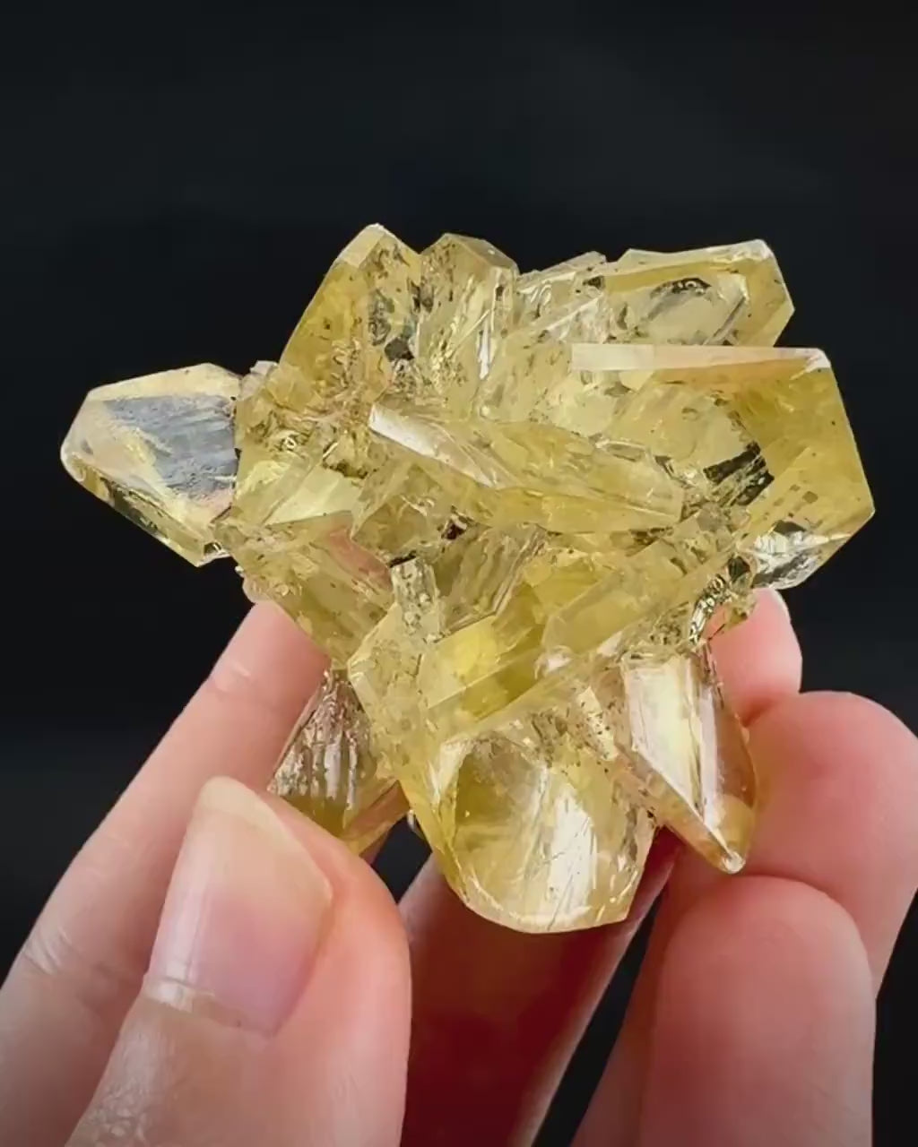 Golden Selenite Rosette | Fluorescent UV Reactive Gypsum Crystal