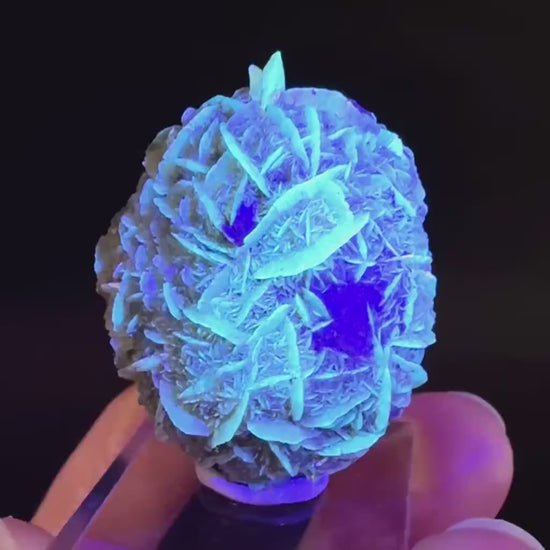 Golden Selenite Rosette | Fluorescent UV Reactive Gypsum Crystal