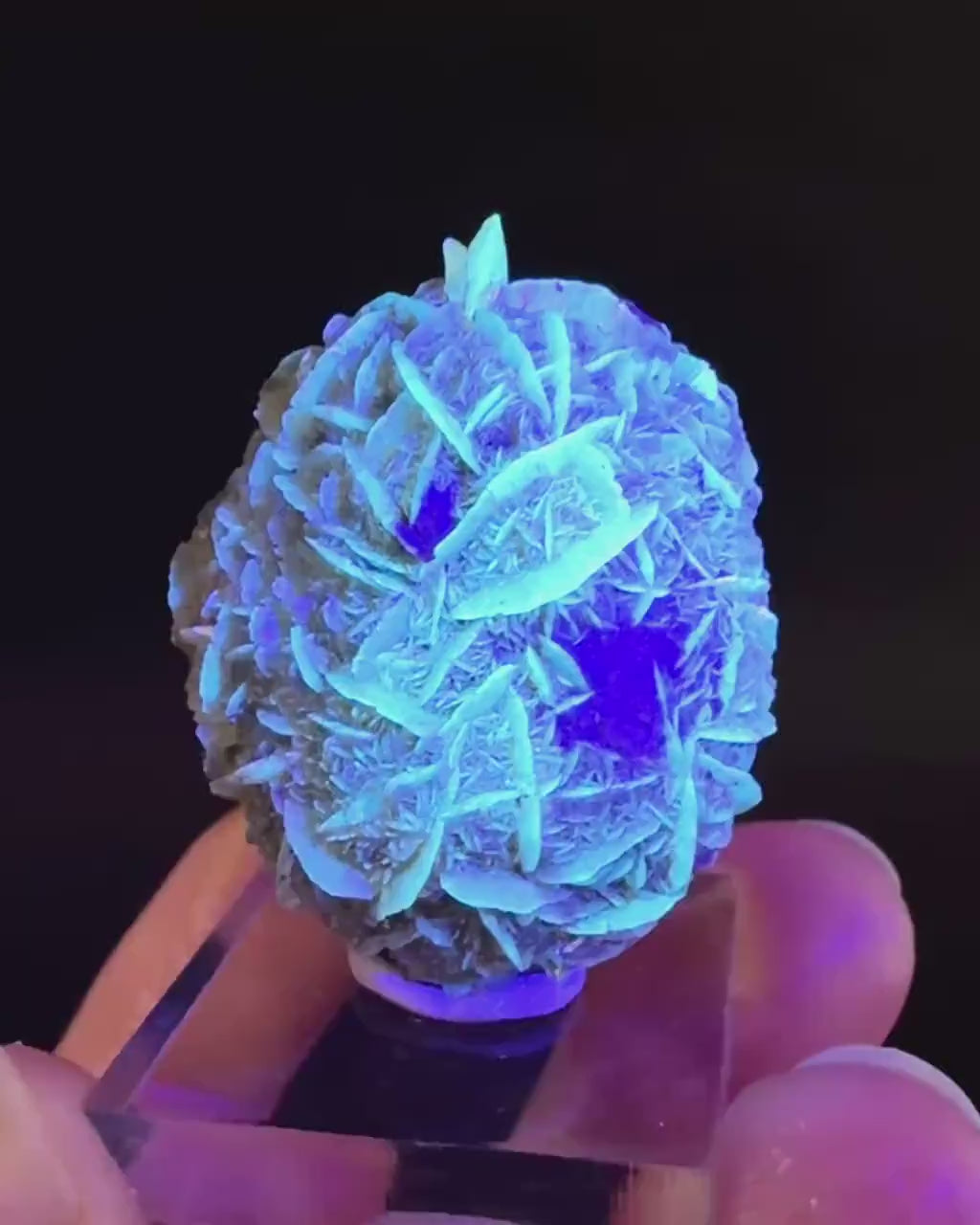 Golden Selenite Rosette | Fluorescent UV Reactive Gypsum Crystal