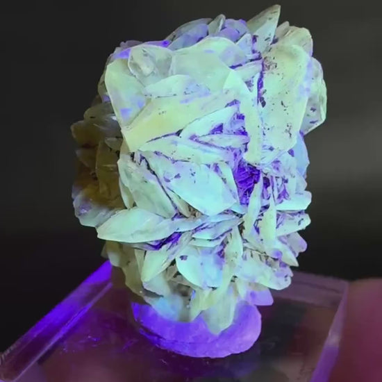 Golden Selenite Rosette | Fluorescent UV Reactive Gypsum Crystal