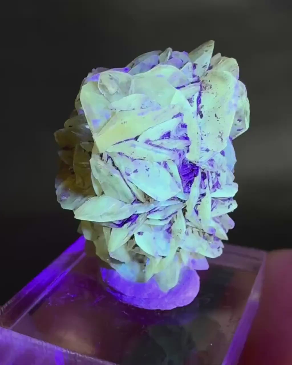 Golden Selenite Rosette | Fluorescent UV Reactive Gypsum Crystal