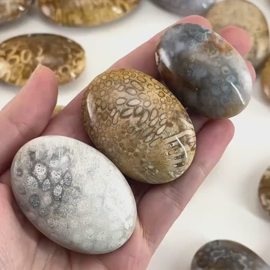 Coral Fossil Palm Stone | polished fossilized coral worry stone
