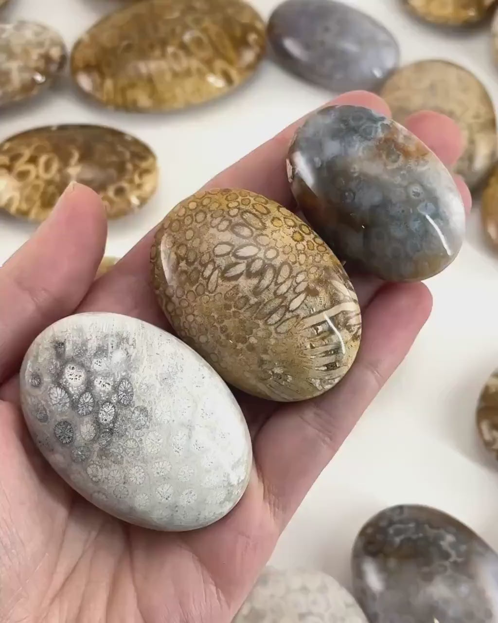 Coral Fossil Palm Stone | polished fossilized coral worry stone