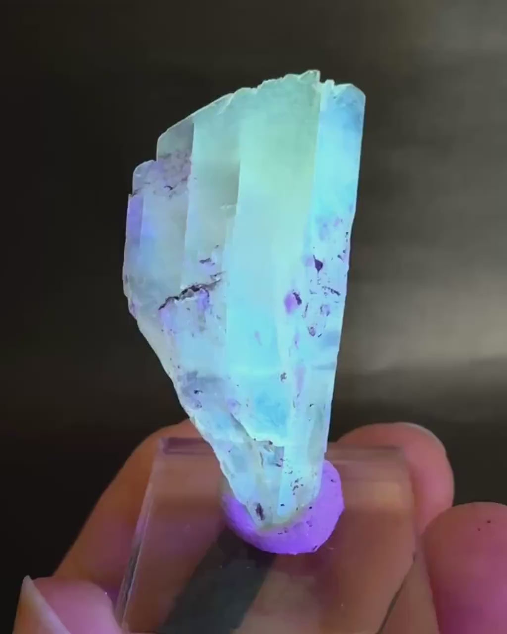Golden Selenite Blade | Fluorescent UV Reactive Gypsum Crystal