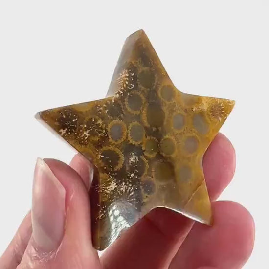 Coral Fossil Star, crystals, fossilized coral, gemstone cabochon, crystal star